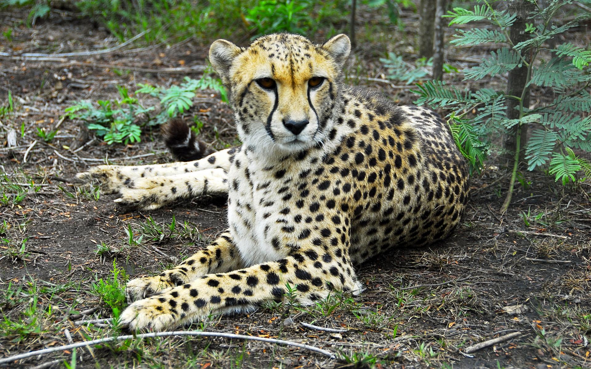 275292 Hintergrundbild herunterladen gepard, tiere, katzen - Bildschirmschoner und Bilder kostenlos