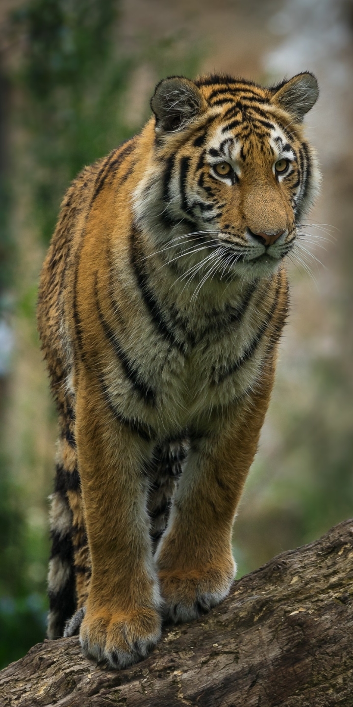 Download mobile wallpaper Cats, Tiger, Animal for free.