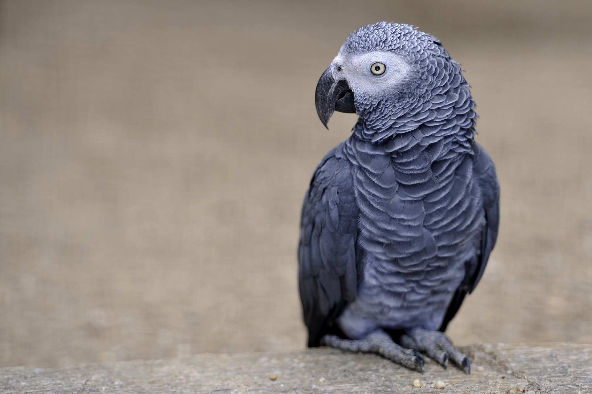 297766 скачать обои африканский серый попугай, животные, птицы - заставки и картинки бесплатно