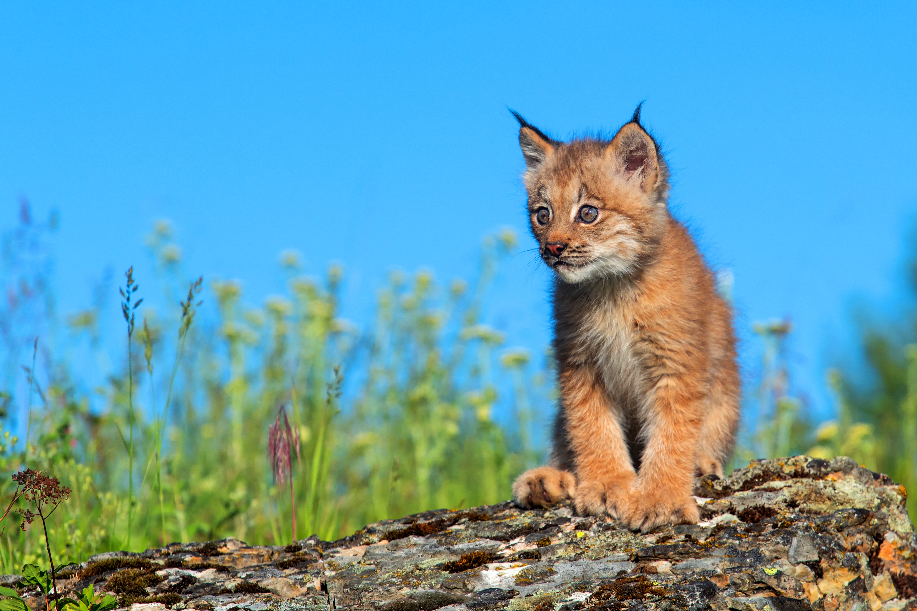 Téléchargez gratuitement l'image Animaux, Chats, Lynx, Lionceau, Bébé Animal sur le bureau de votre PC