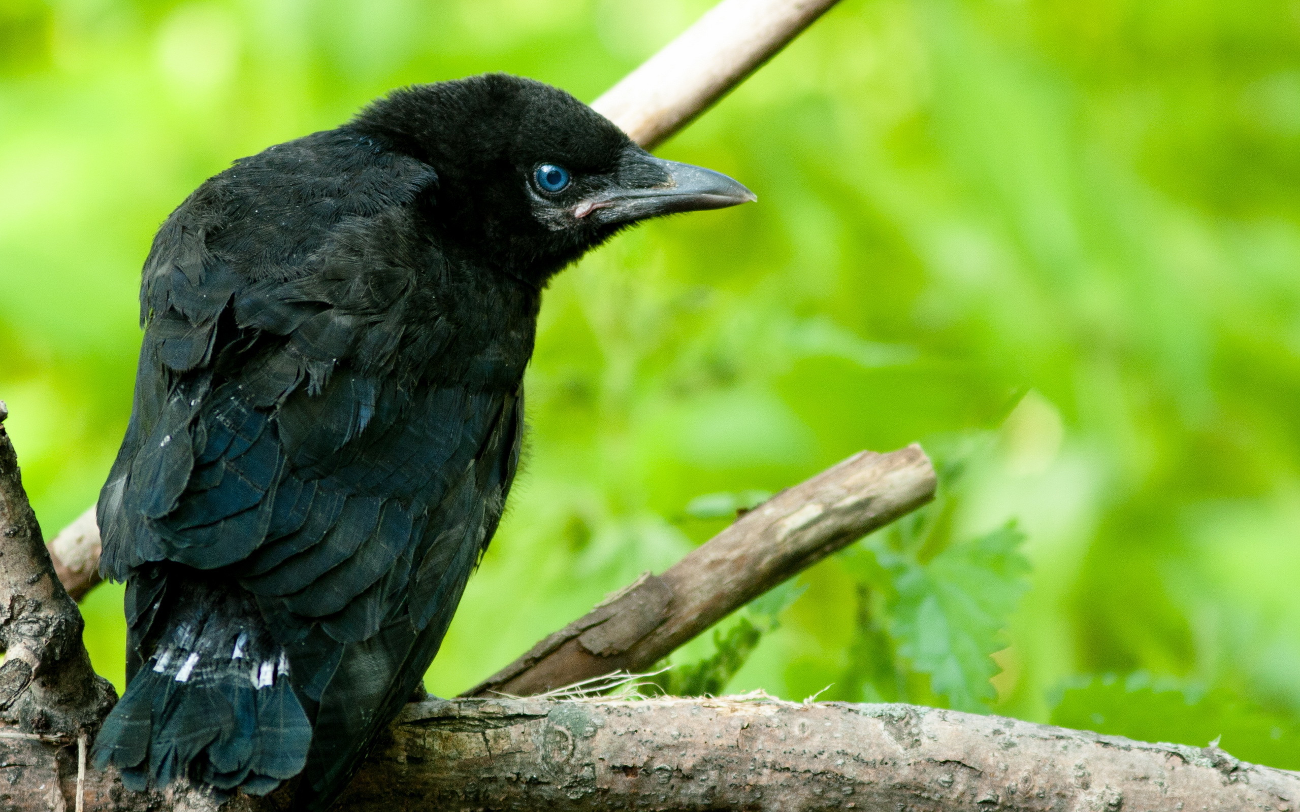 Baixar papel de parede para celular de Pássaro, Aves, Animais gratuito.