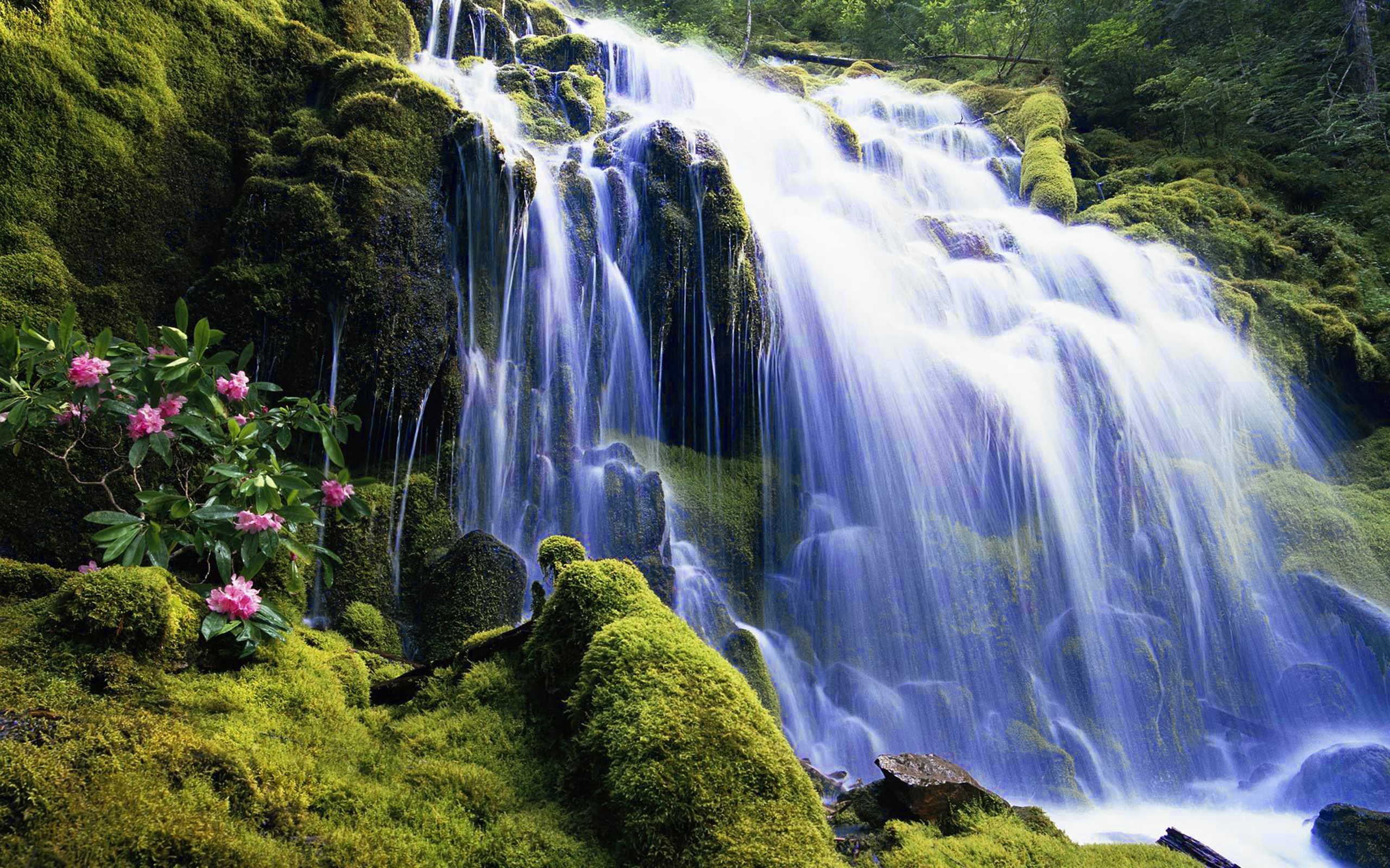 Free download wallpaper Waterfalls, Flower, Waterfall, Forest, Tree, Earth, Moss on your PC desktop