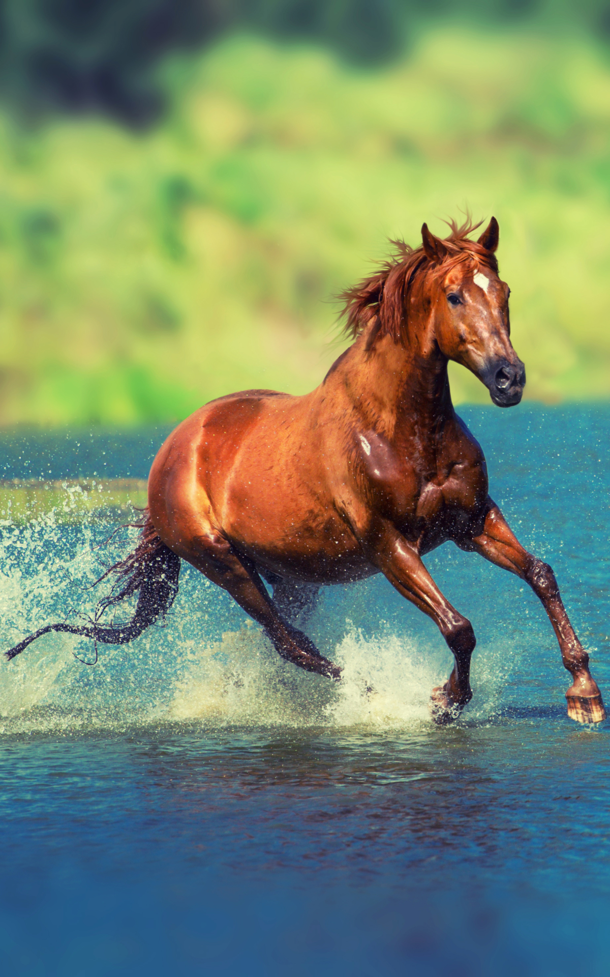 Descarga gratuita de fondo de pantalla para móvil de Animales, Caballo.