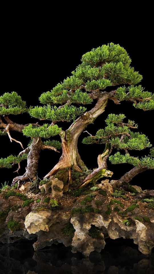 Скачать картинку Дерево, Бонсай, Земля/природа в телефон бесплатно.