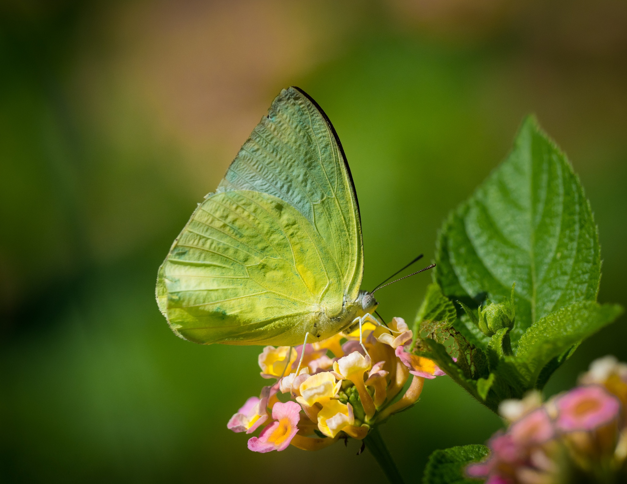 Descarga gratis la imagen Animales, Flor, Mariposa, Macrofotografía en el escritorio de tu PC