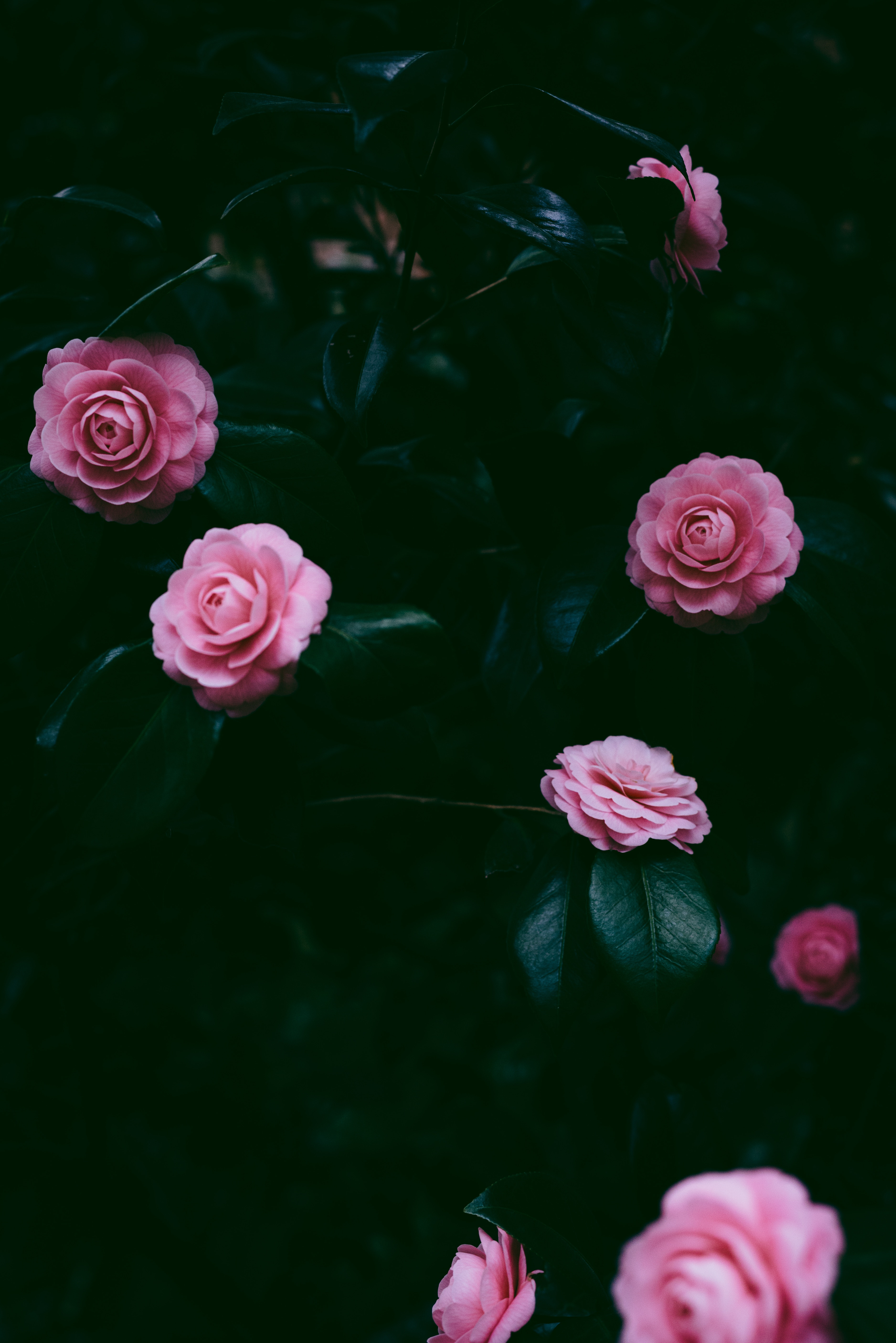 Free download wallpaper Flowers, Bush, Petals, Pink on your PC desktop