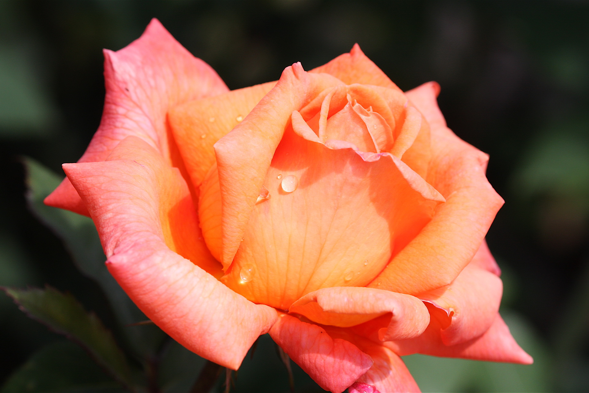 Téléchargez gratuitement l'image Fleurs, Rose, Fleur, Terre/nature sur le bureau de votre PC