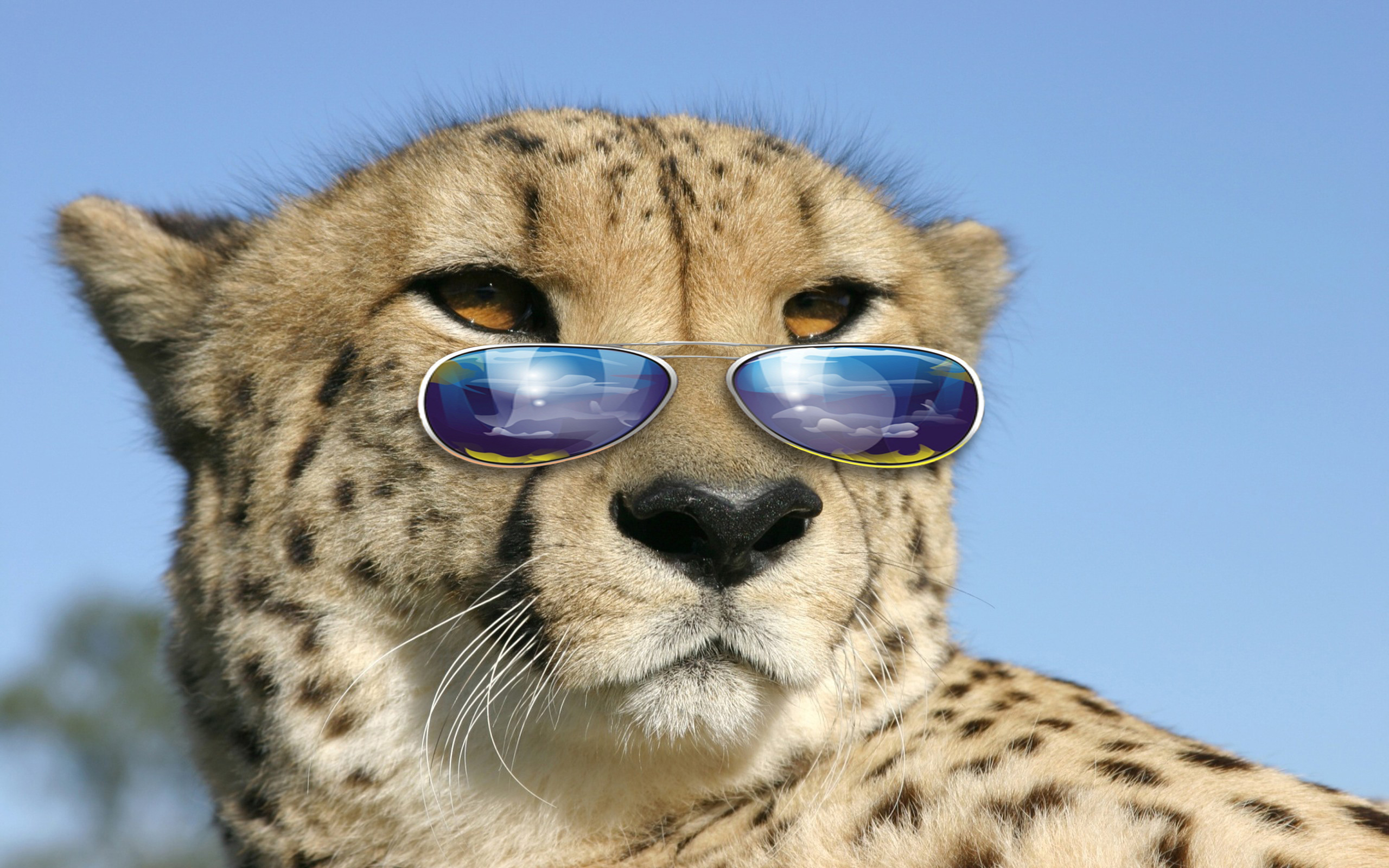 Laden Sie das Humor, Tiere, Gepard-Bild kostenlos auf Ihren PC-Desktop herunter