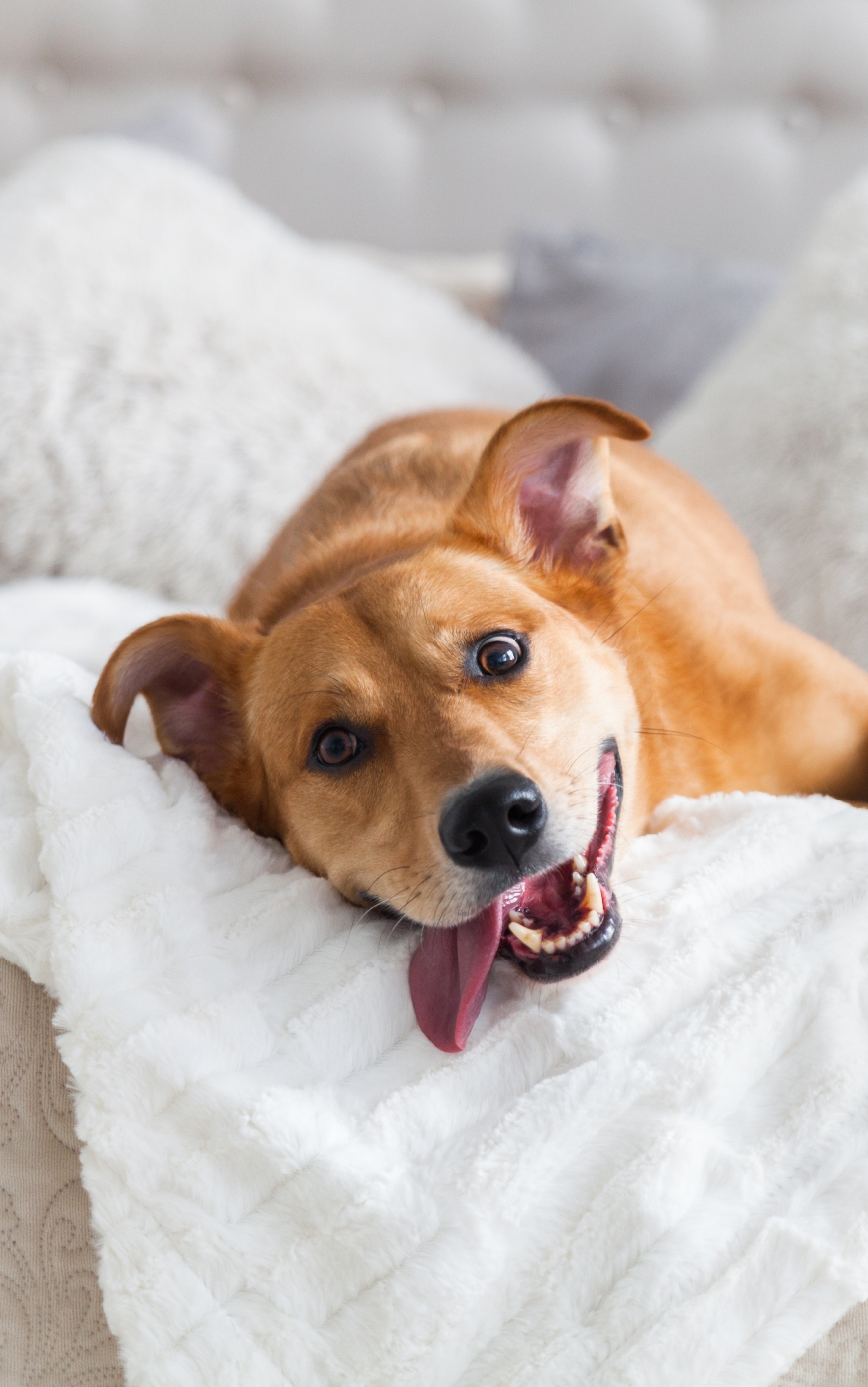 PCデスクトップに動物, 犬画像を無料でダウンロード