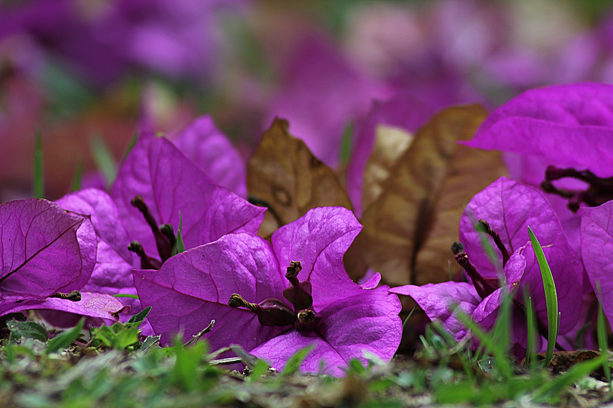 earth, bougainvillea, bokeh, flower, nature, purple flower, flowers