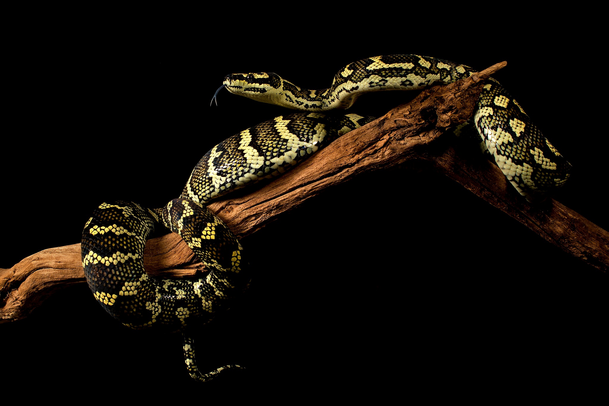 Free download wallpaper Animal, Reptile, Snake, Reptiles on your PC desktop