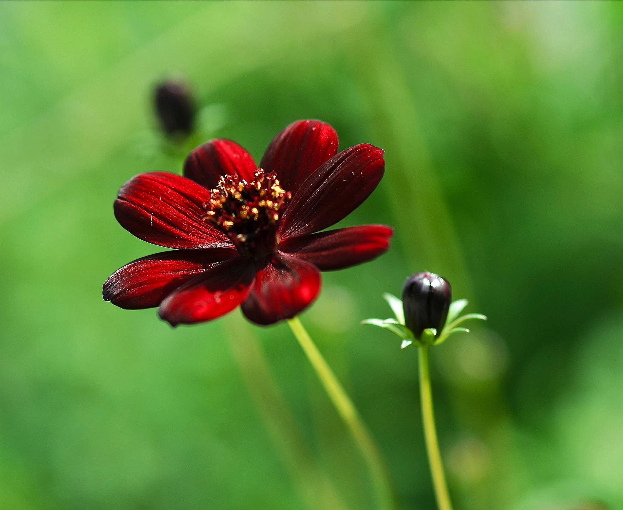 Free download wallpaper Nature, Flowers, Flower, Macro, Earth, Red Flower on your PC desktop