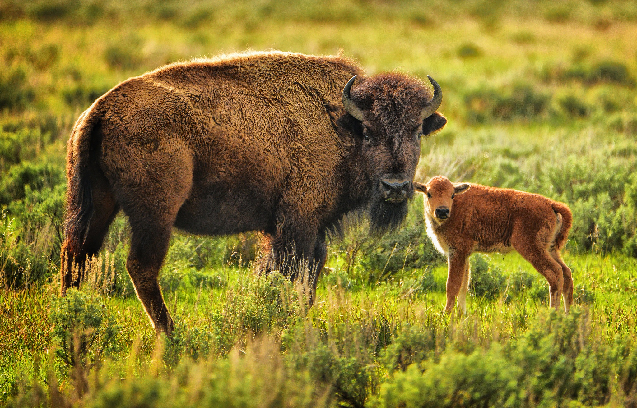 Download mobile wallpaper Animal, Baby Animal, American Bison for free.