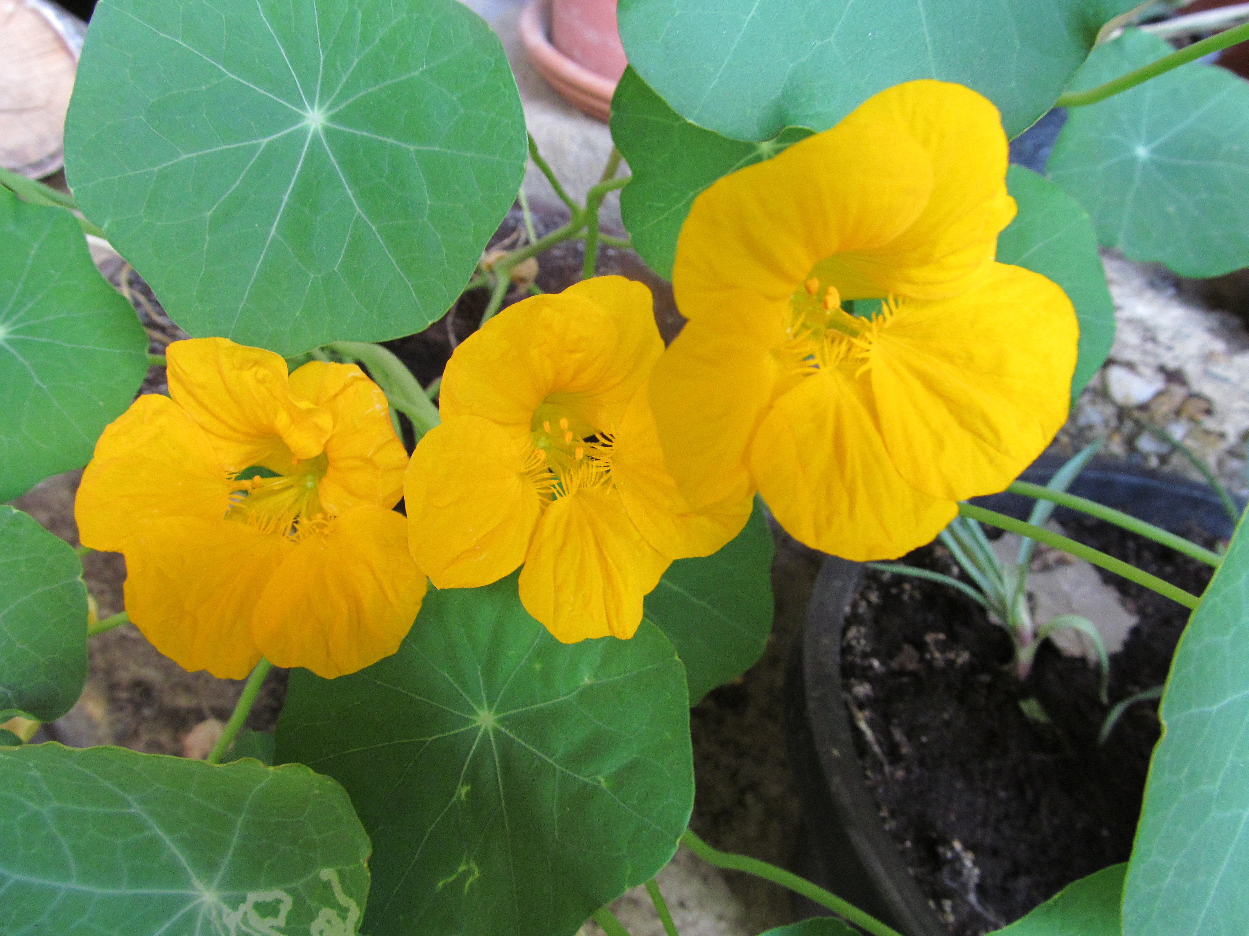 Descarga gratuita de fondo de pantalla para móvil de Flores, Flor, Tierra/naturaleza.