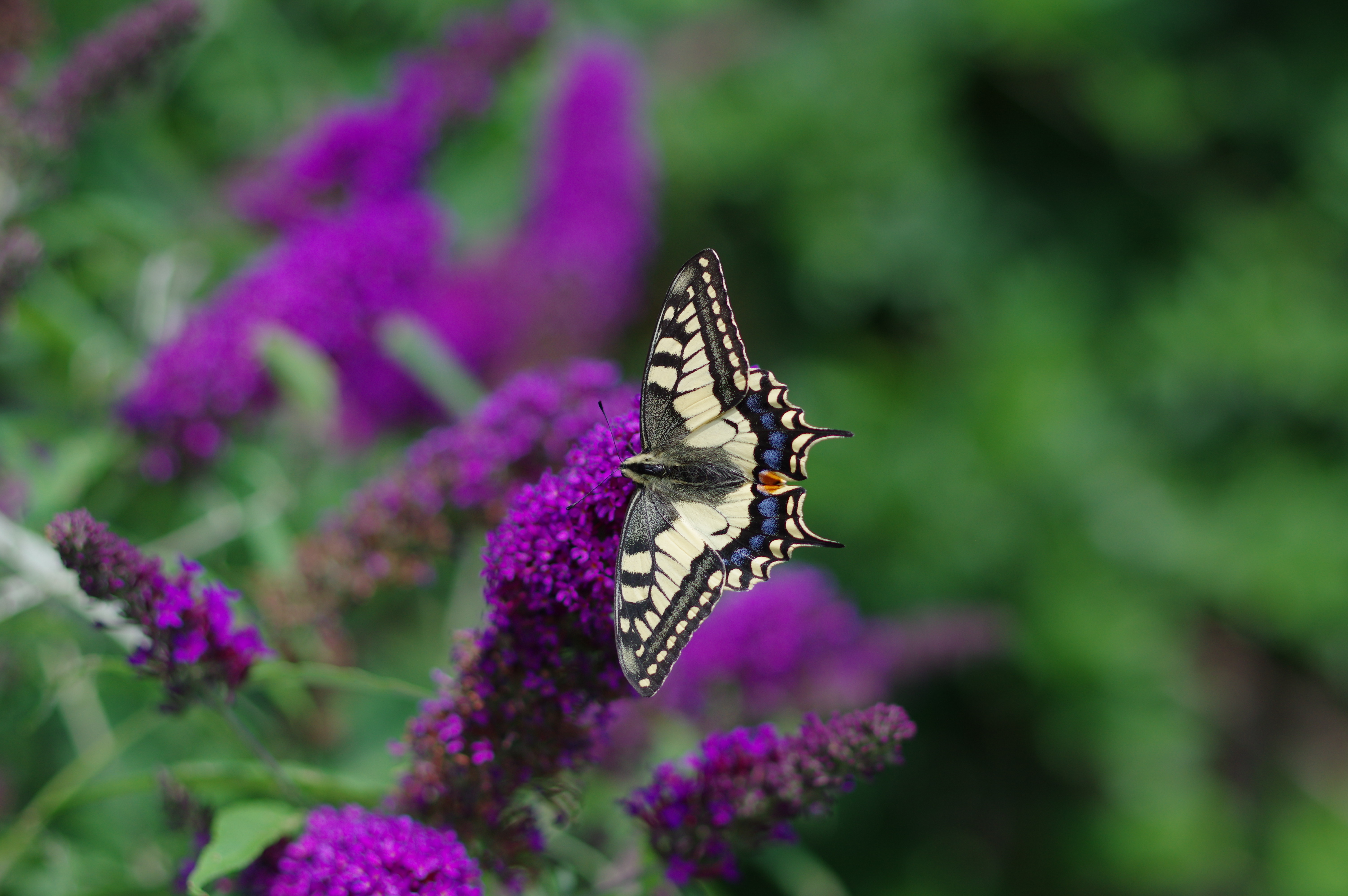 55630 скачать обои бабочка, узор, цветы, животные, крылья, тропическая - заставки и картинки бесплатно