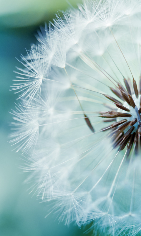 Download mobile wallpaper Flower, Earth, Dandelion for free.