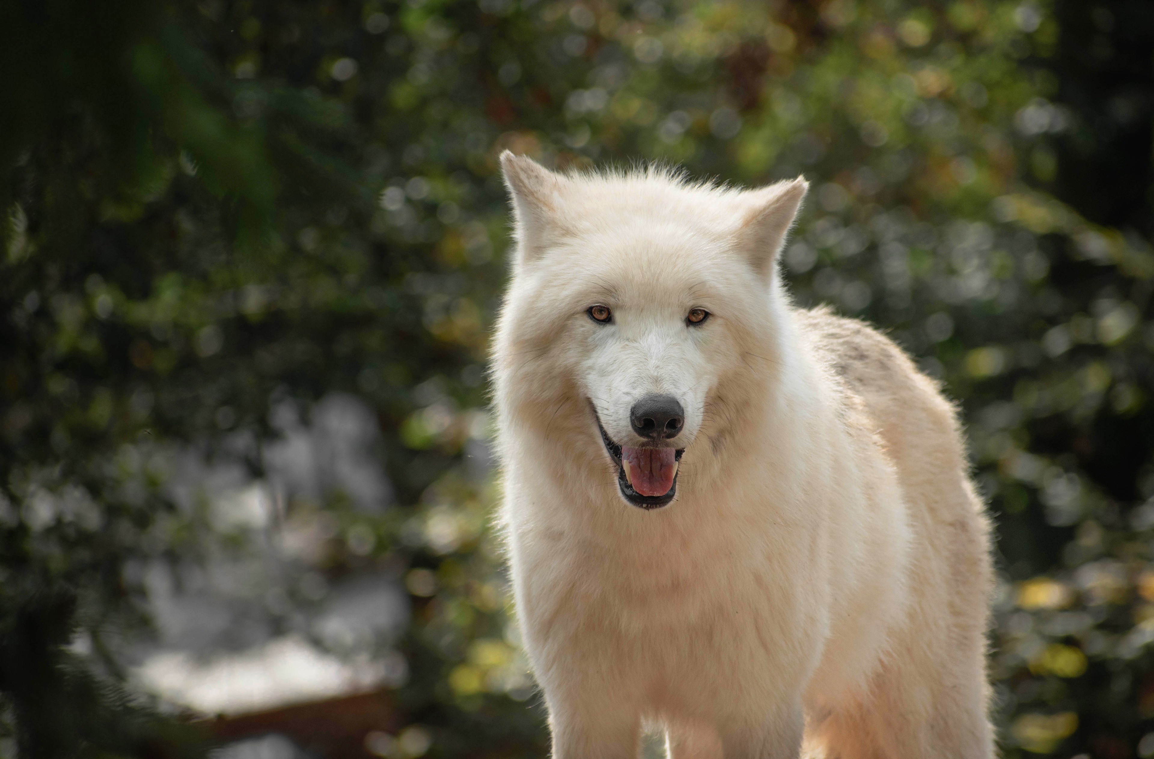 1002812壁紙のダウンロード動物, ホッキョクオオカミ, 白いオオカミ, 狼-スクリーンセーバーと写真を無料で