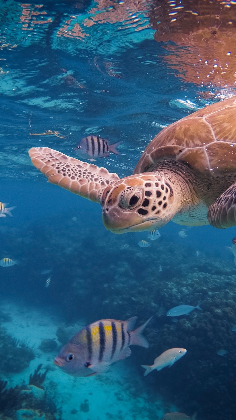 Download mobile wallpaper Turtles, Animal, Underwater, Turtle, Sea Turtle, Sea Life, Tropical Fish for free.