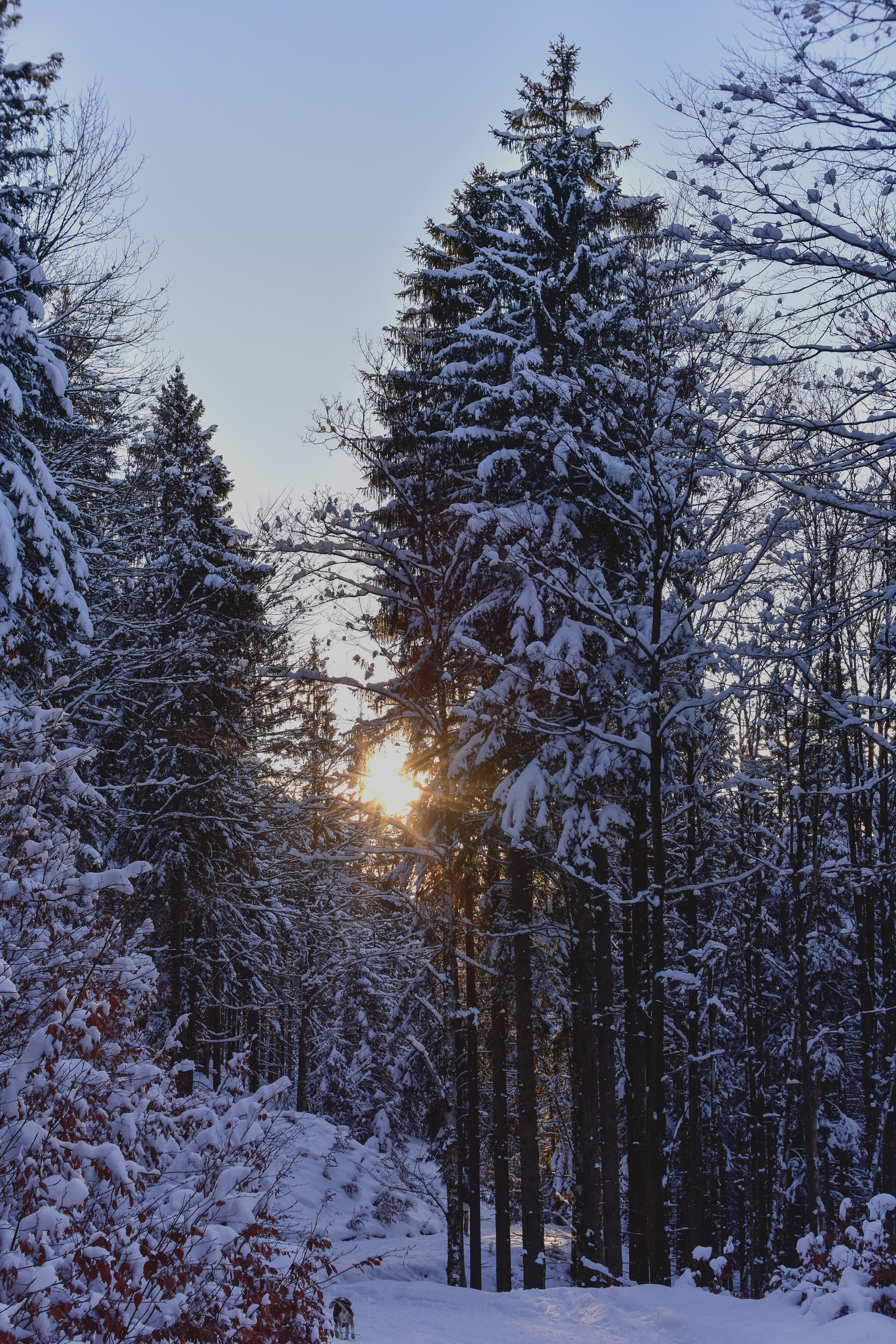 Handy-Wallpaper Winter, Natur, Bäume, Sunset, Schnee, Wald kostenlos herunterladen.