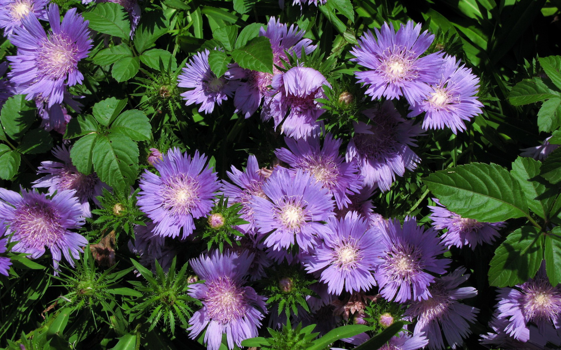 Descarga gratuita de fondo de pantalla para móvil de Flores, Flor, Tierra/naturaleza.