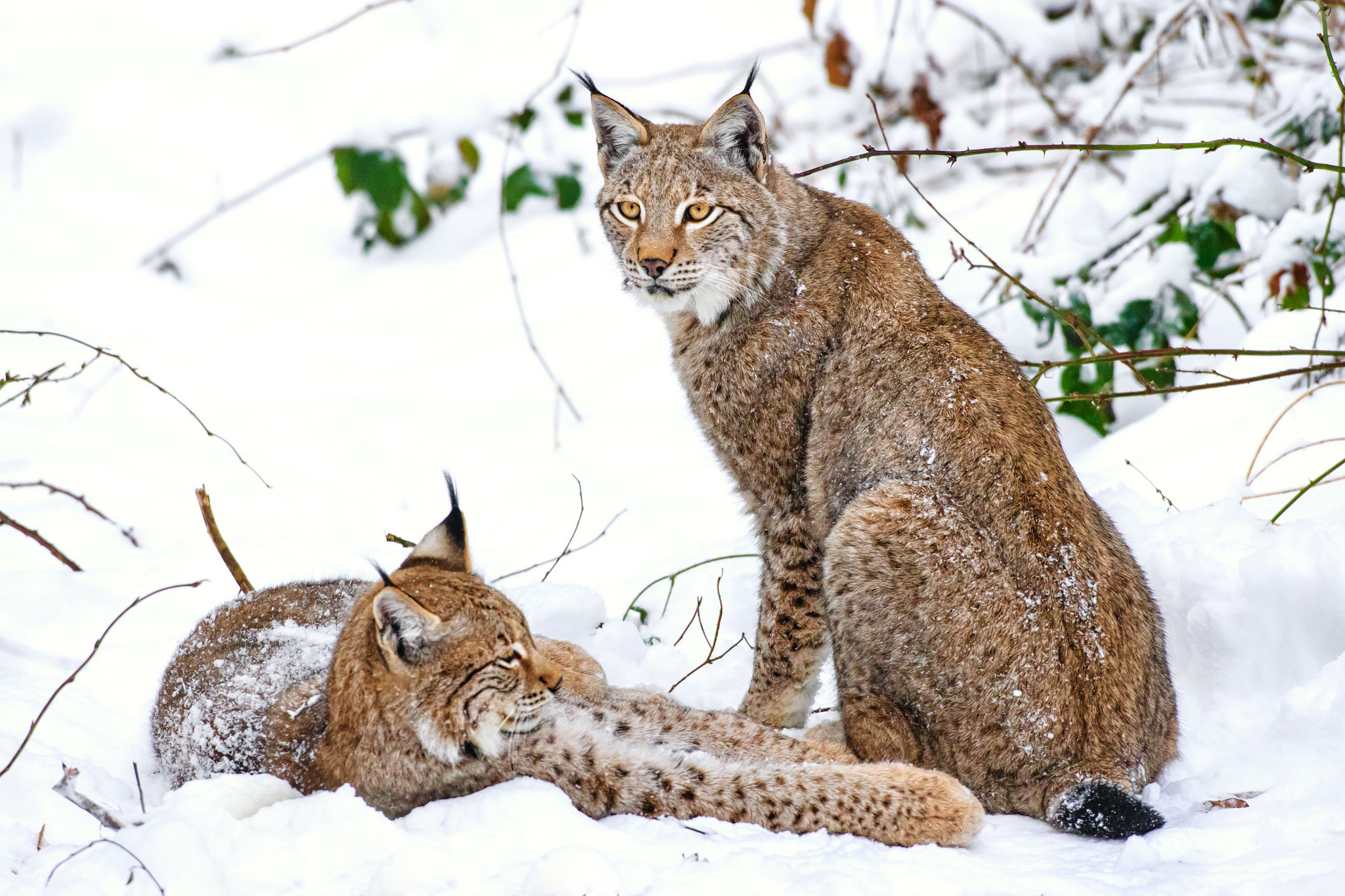 animal, lynx, cats