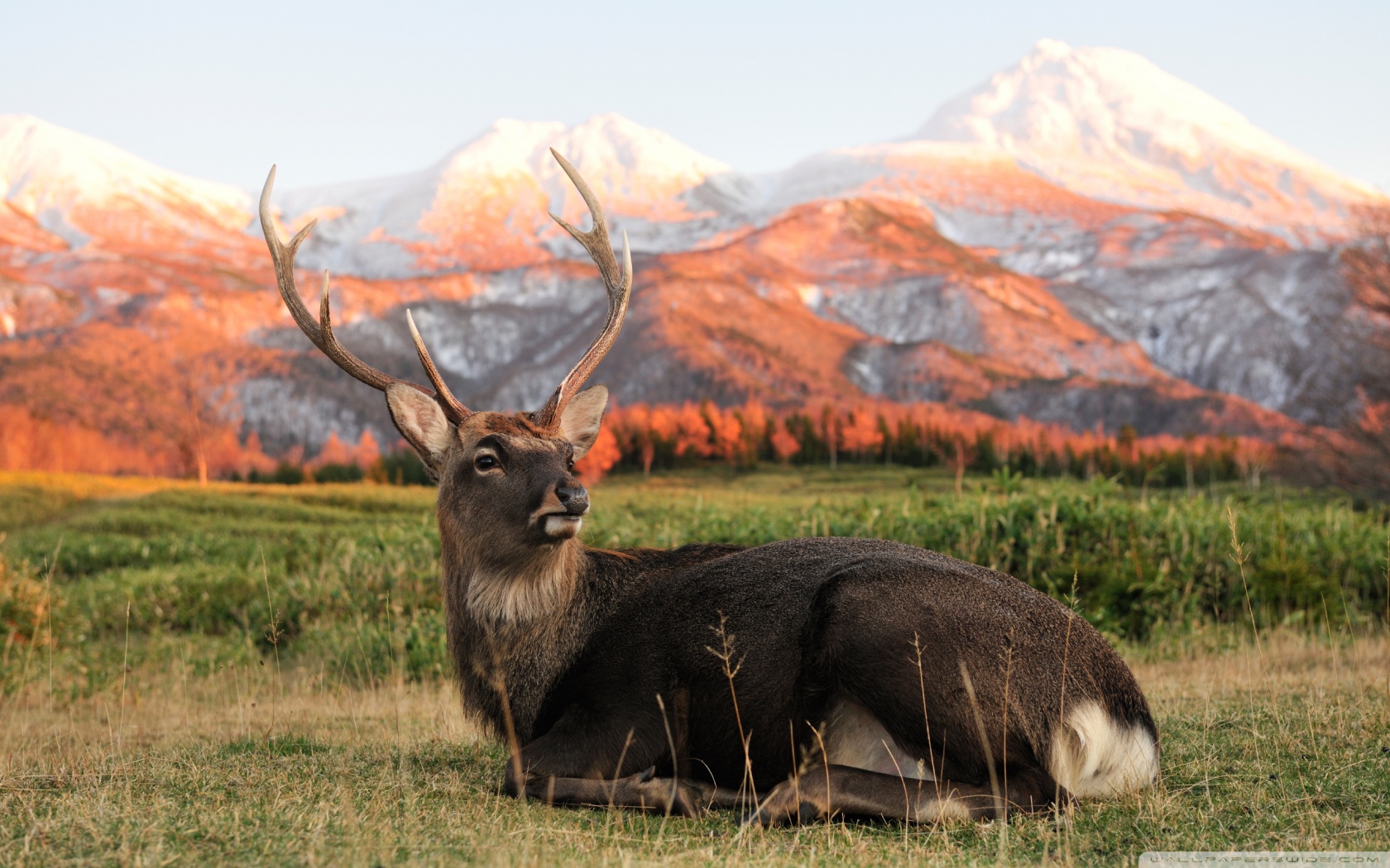 animal, elk HD wallpaper