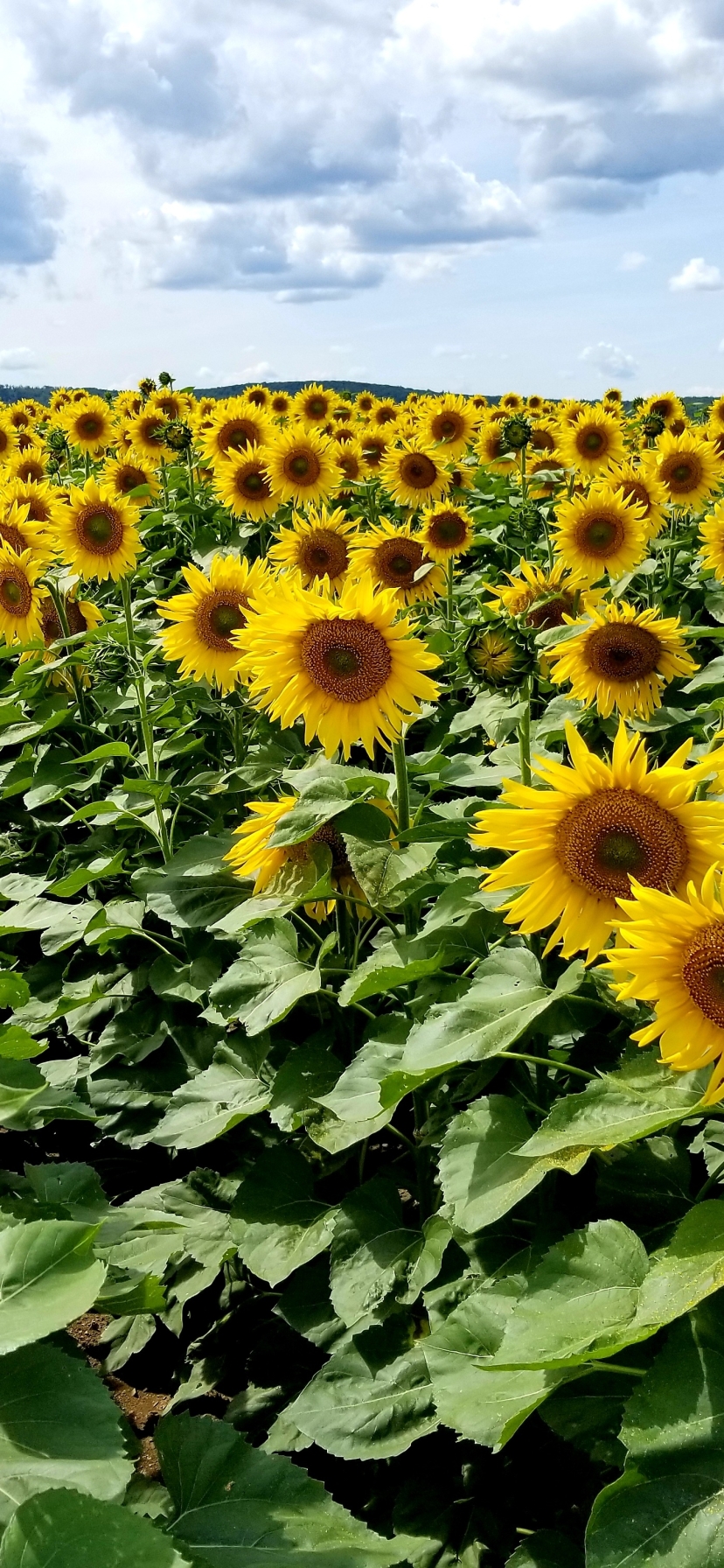 Baixar papel de parede para celular de Flores, Girassol, Terra/natureza gratuito.