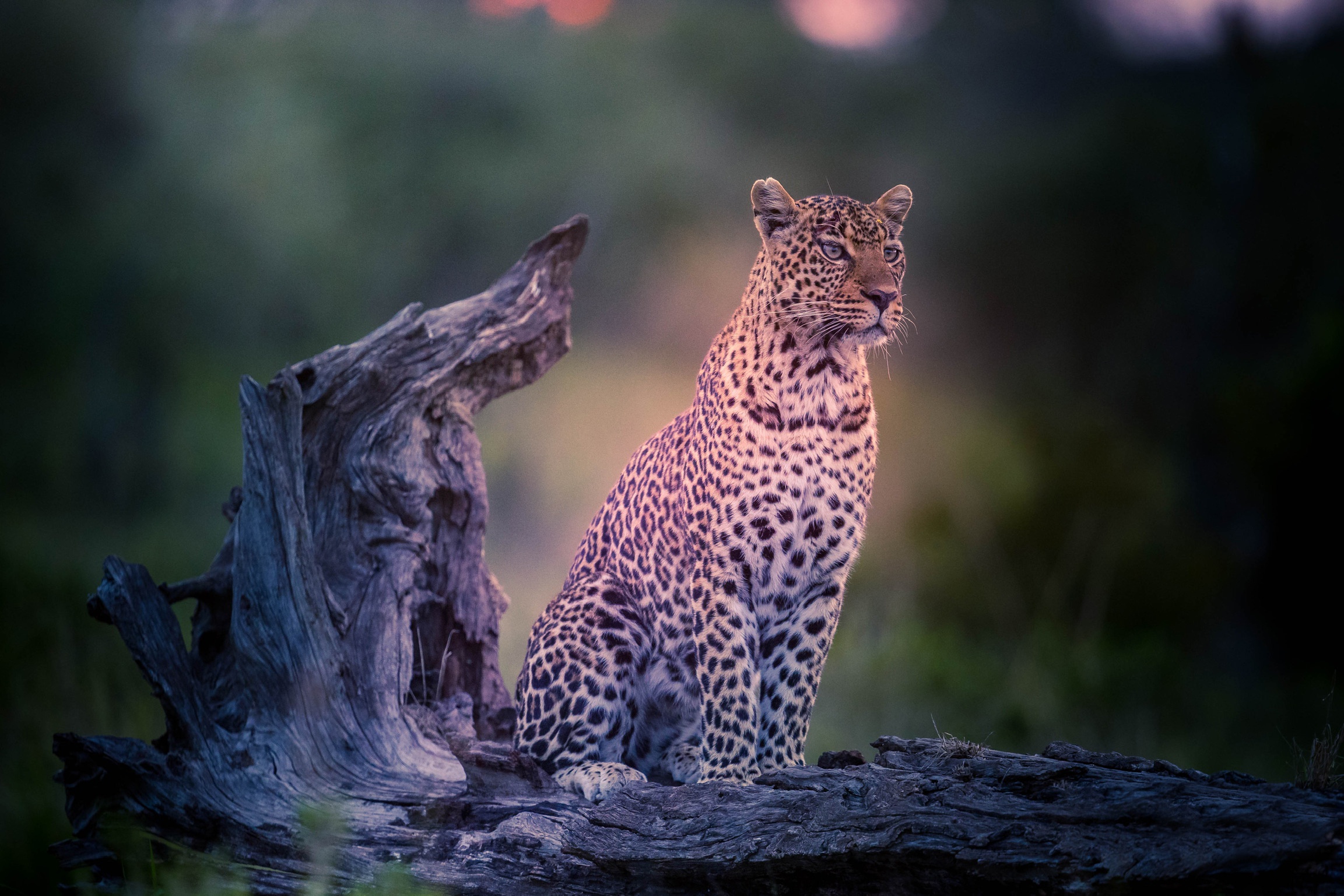 Download mobile wallpaper Cats, Leopard, Animal for free.