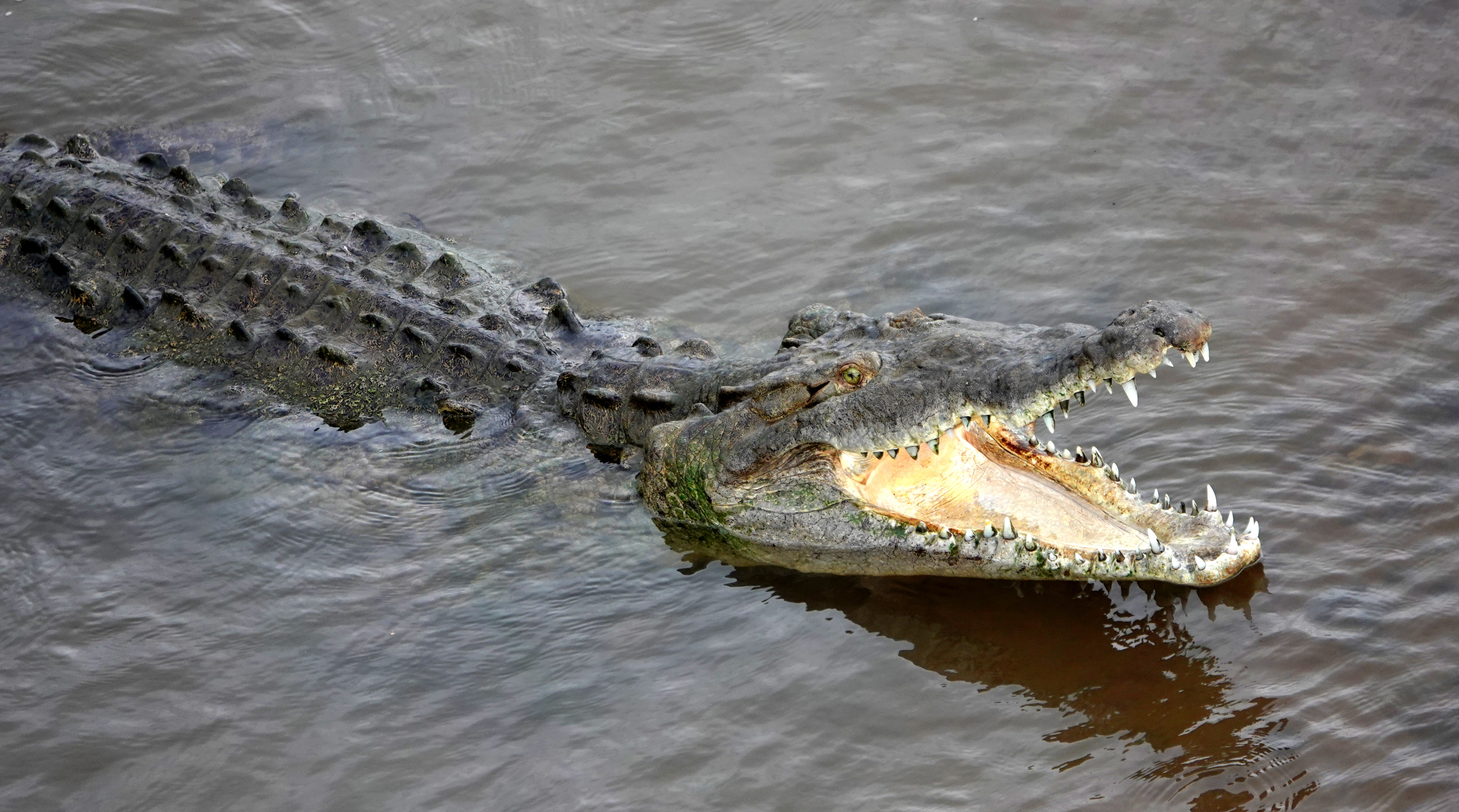 471493 скачать обои крокодил, животные, американский крокодил, коста рика, пресмыкающееся, рептилии - заставки и картинки бесплатно