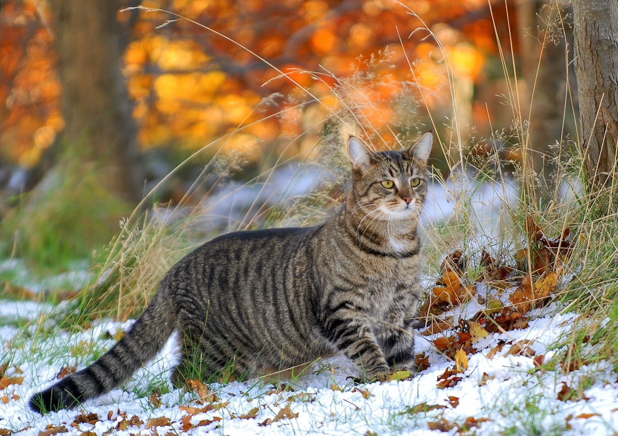 PCデスクトップに動物, 雪, ネコ, 猫画像を無料でダウンロード