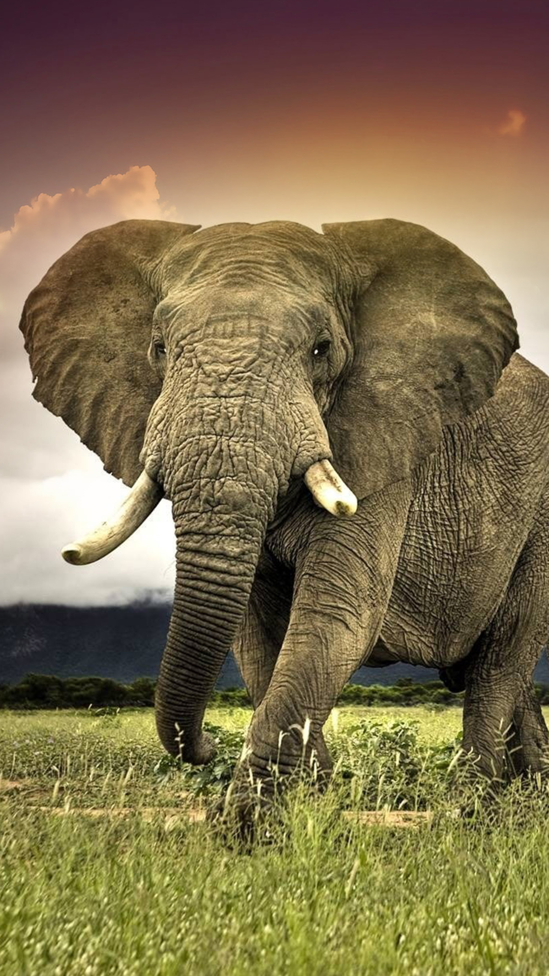 Baixar papel de parede para celular de Animais, Savana, Elefantes, Elefante, África, Elefante Da Savana gratuito.