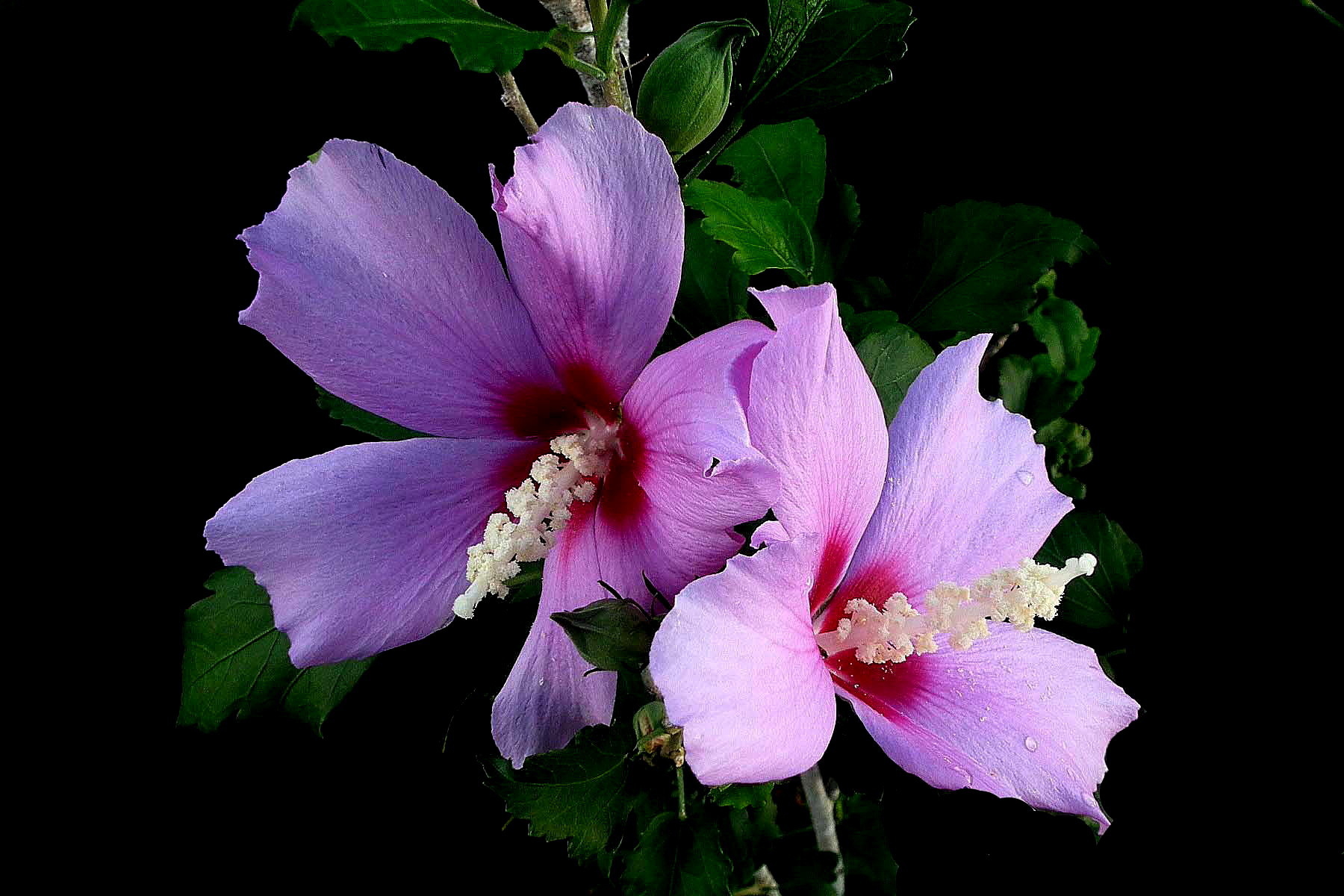 Descarga gratis la imagen Flores, Flor, Flor Rosa, De Cerca, Hibisco, Tierra/naturaleza en el escritorio de tu PC