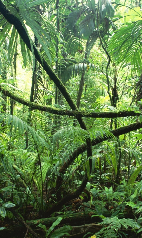 Téléchargez des papiers peints mobile Forêt, Jungle, Terre/nature gratuitement.