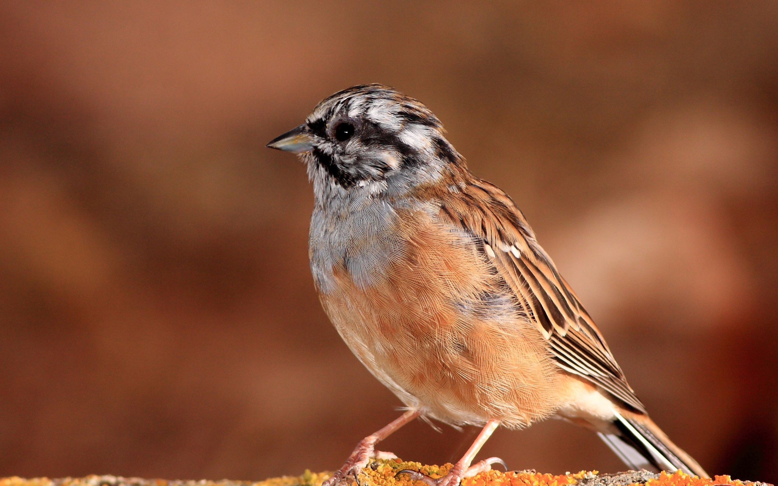 Descarga gratuita de fondo de pantalla para móvil de Animales, Aves, Ave.