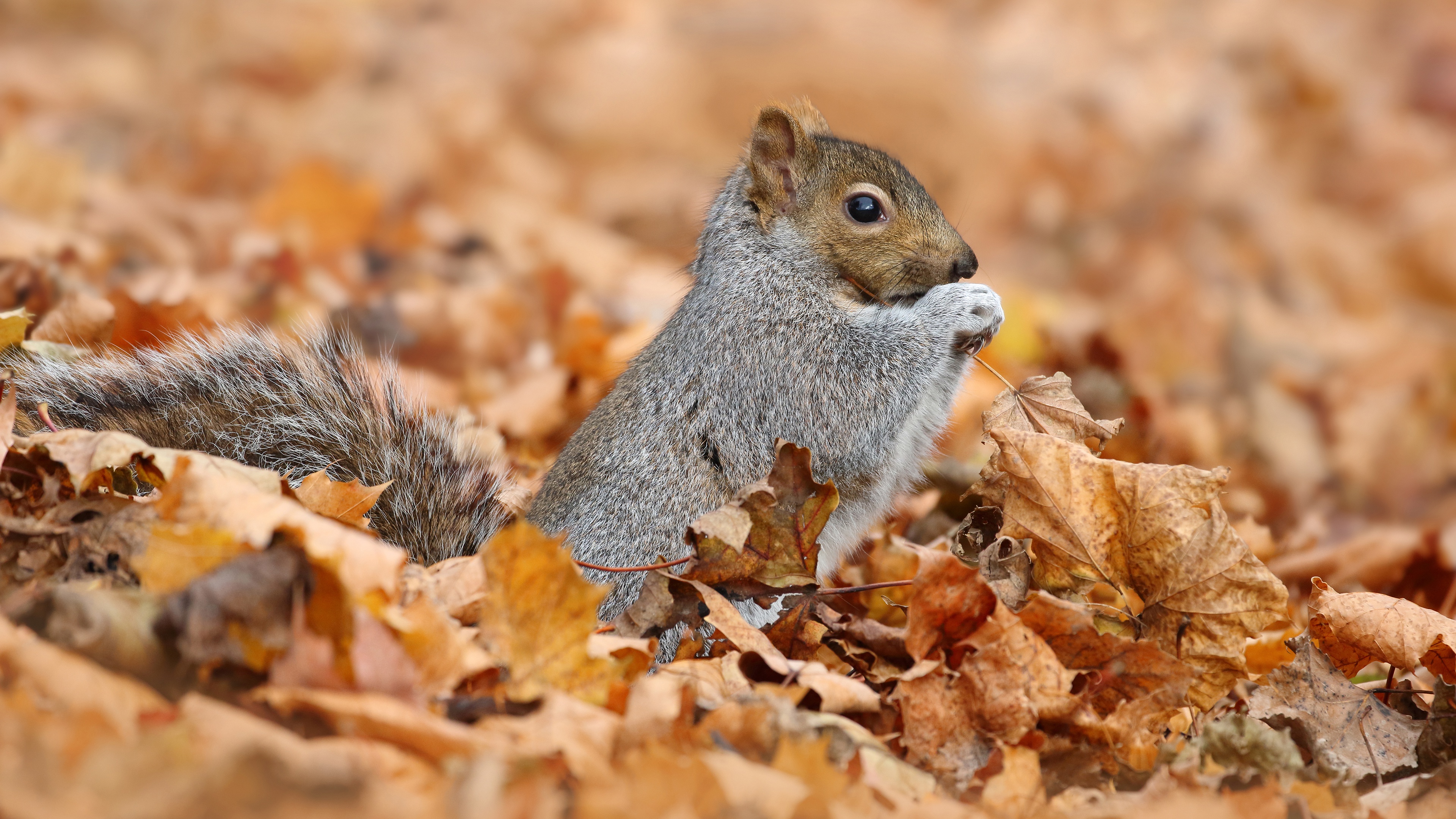 Download mobile wallpaper Squirrel, Leaf, Fall, Animal, Rodent for free.