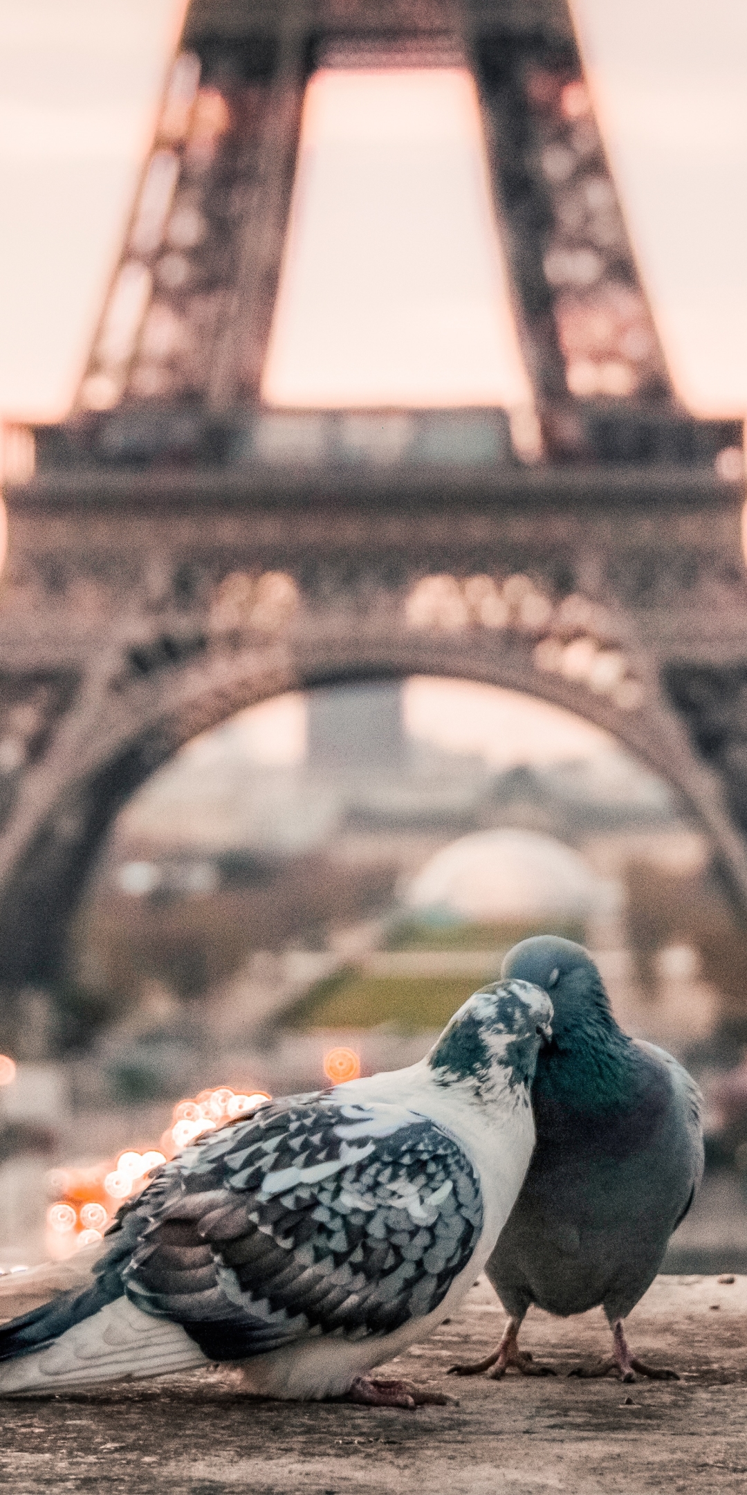 Baixar papel de parede para celular de Animais, Aves, Paris, Torre Eiffel, Pássaro, Casal, Pombo, Profundidade De Campo gratuito.