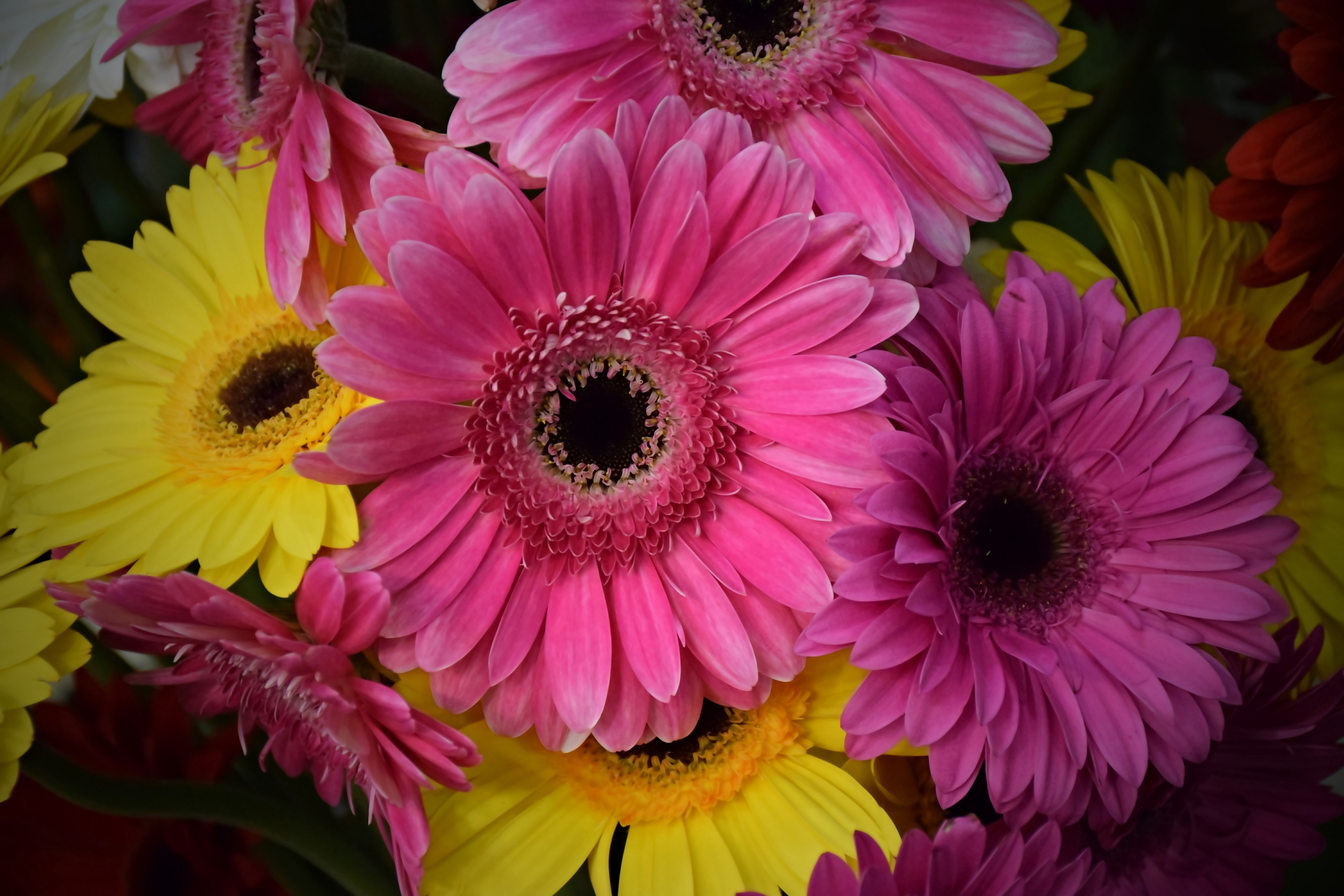 Handy-Wallpaper Blumen, Gerbera, Blume, Gelbe Blume, Erde/natur, Pinke Blume kostenlos herunterladen.