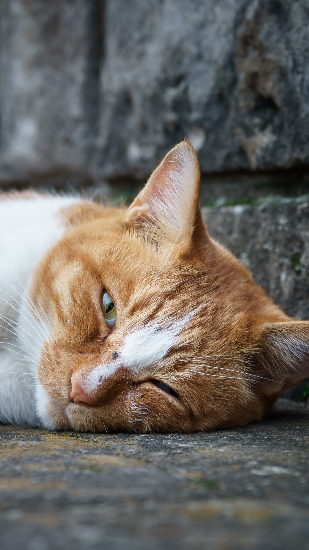 Descarga gratuita de fondo de pantalla para móvil de Animales, Gatos, Gato.