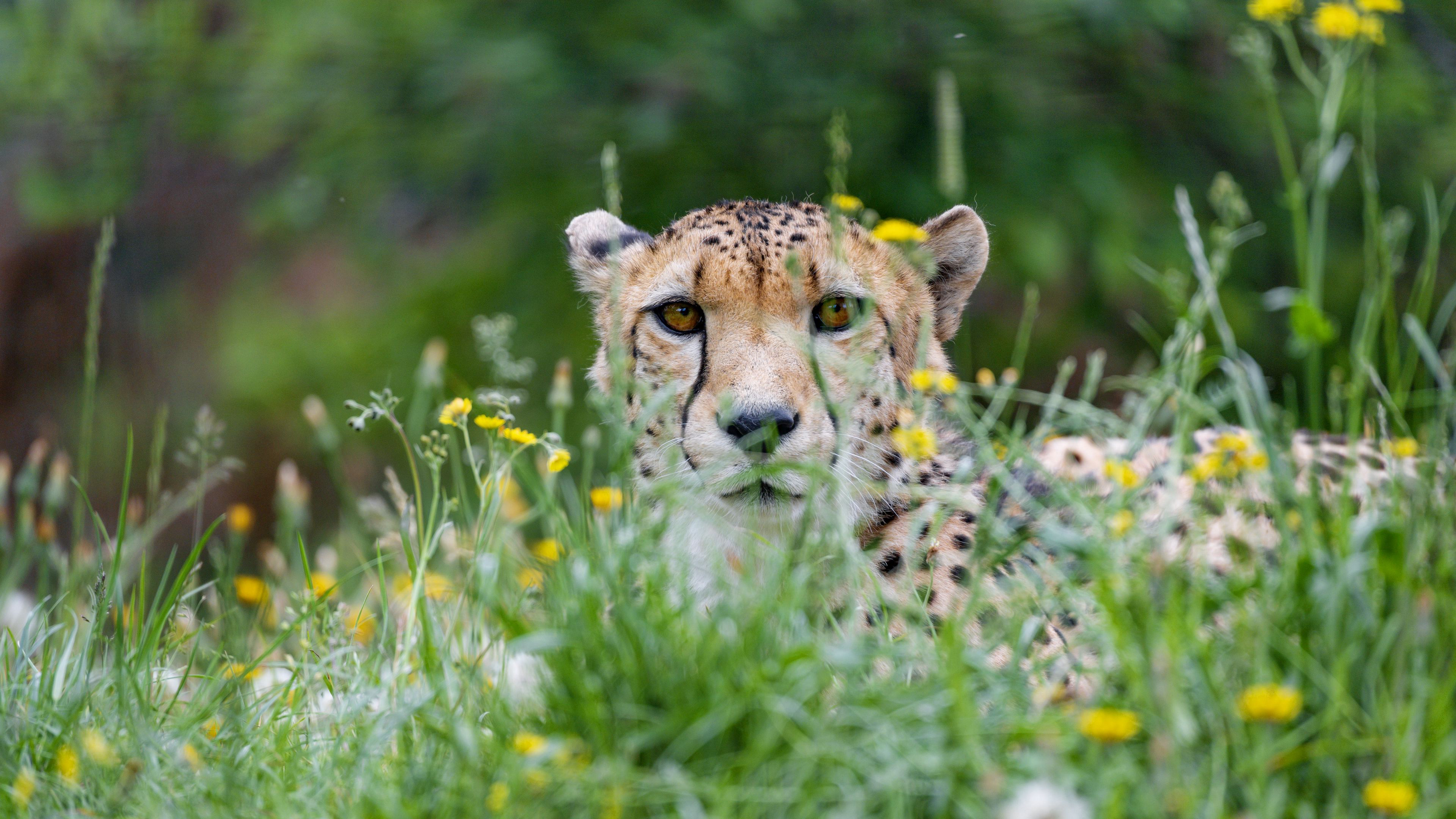 Free download wallpaper Cats, Grass, Cheetah, Animal on your PC desktop