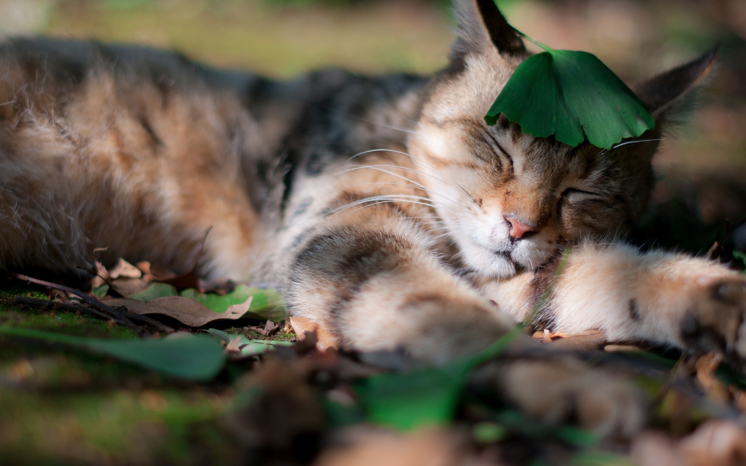 Baixar papel de parede para celular de Animais, Gato gratuito.