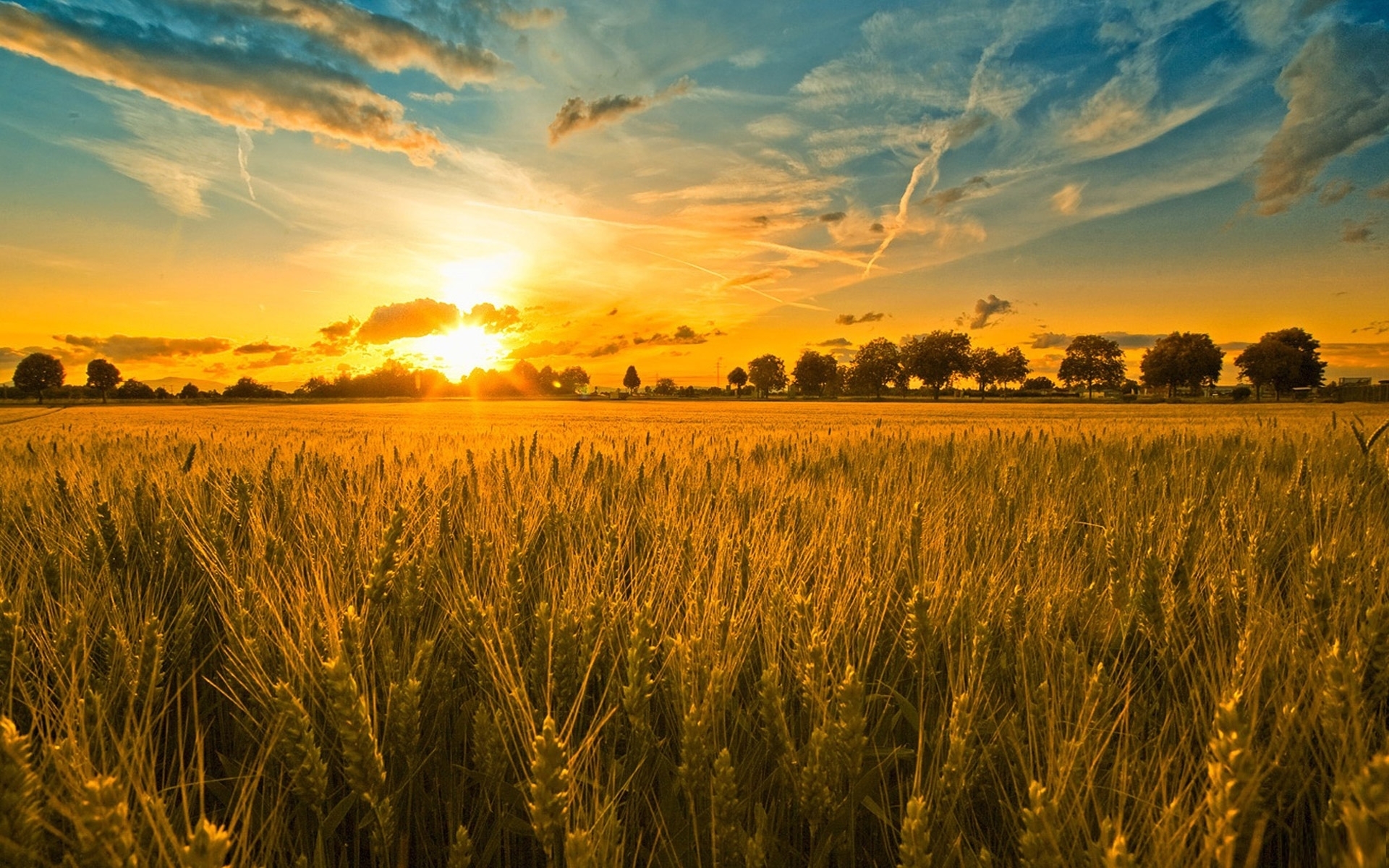 wheat, earth, cloud, field, landscape, sun, sunset, tree