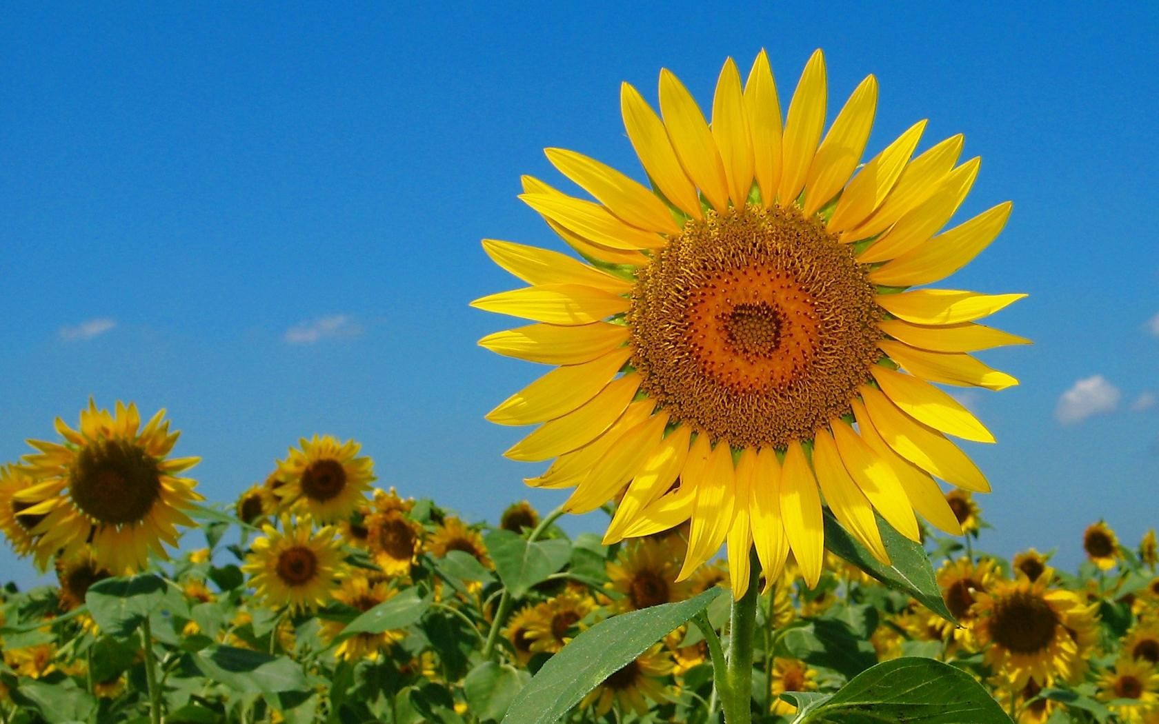 Laden Sie das Sky, Natur, Blumen, Feld, Sommer, Sonnenblumen-Bild kostenlos auf Ihren PC-Desktop herunter