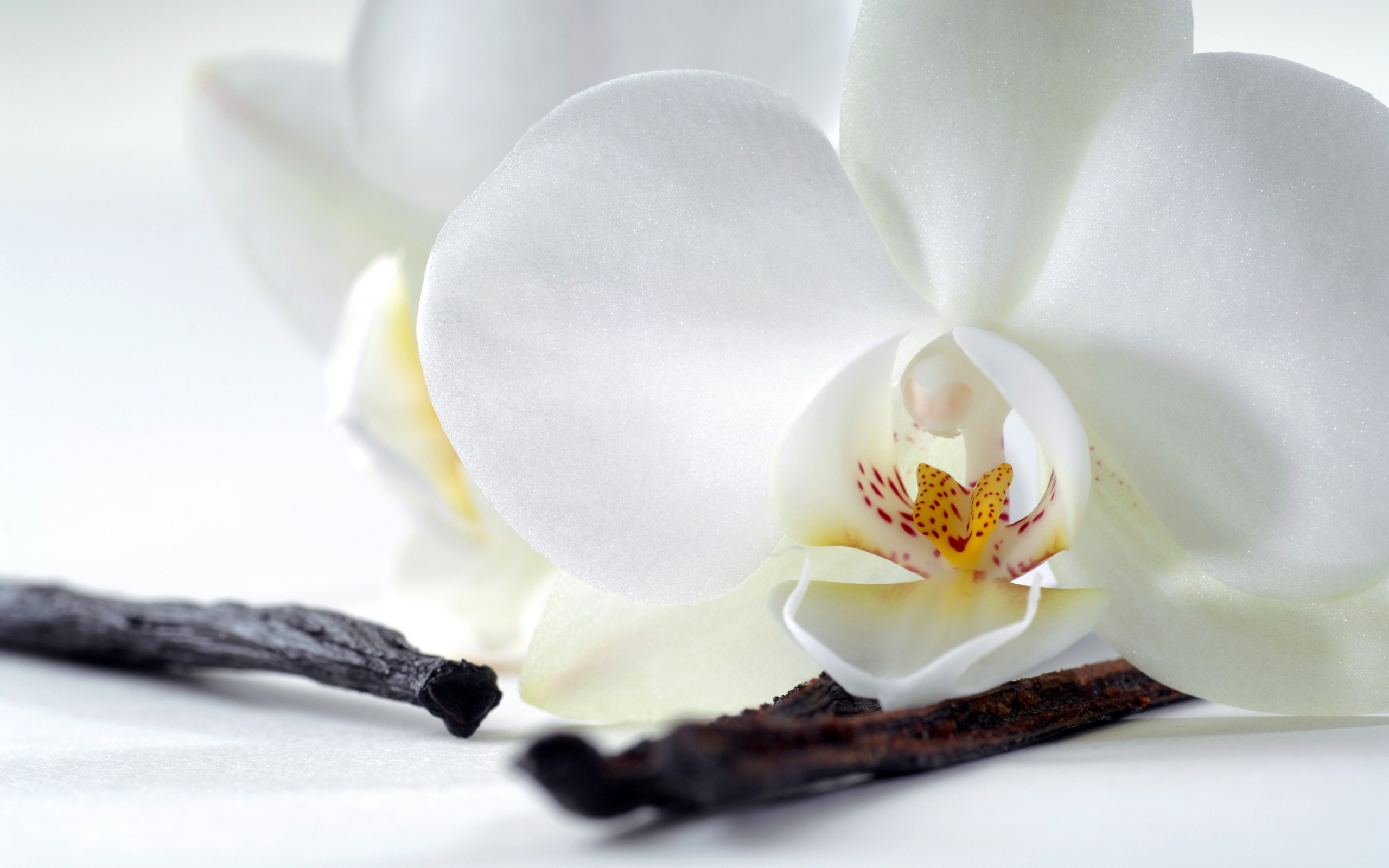 Handy-Wallpaper Orchidee, Weiße Blume, Blumen, Blume, Erde/natur kostenlos herunterladen.