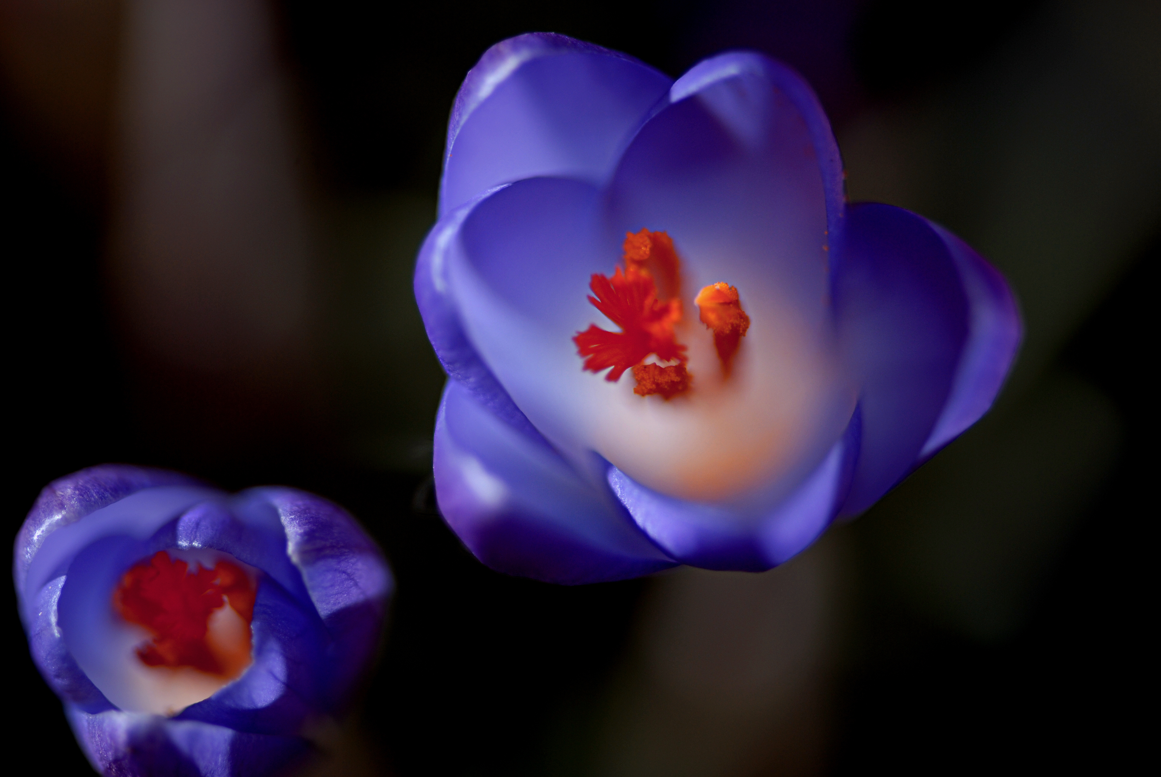 Téléchargez gratuitement l'image Fleurs, Fleur, Terre/nature sur le bureau de votre PC