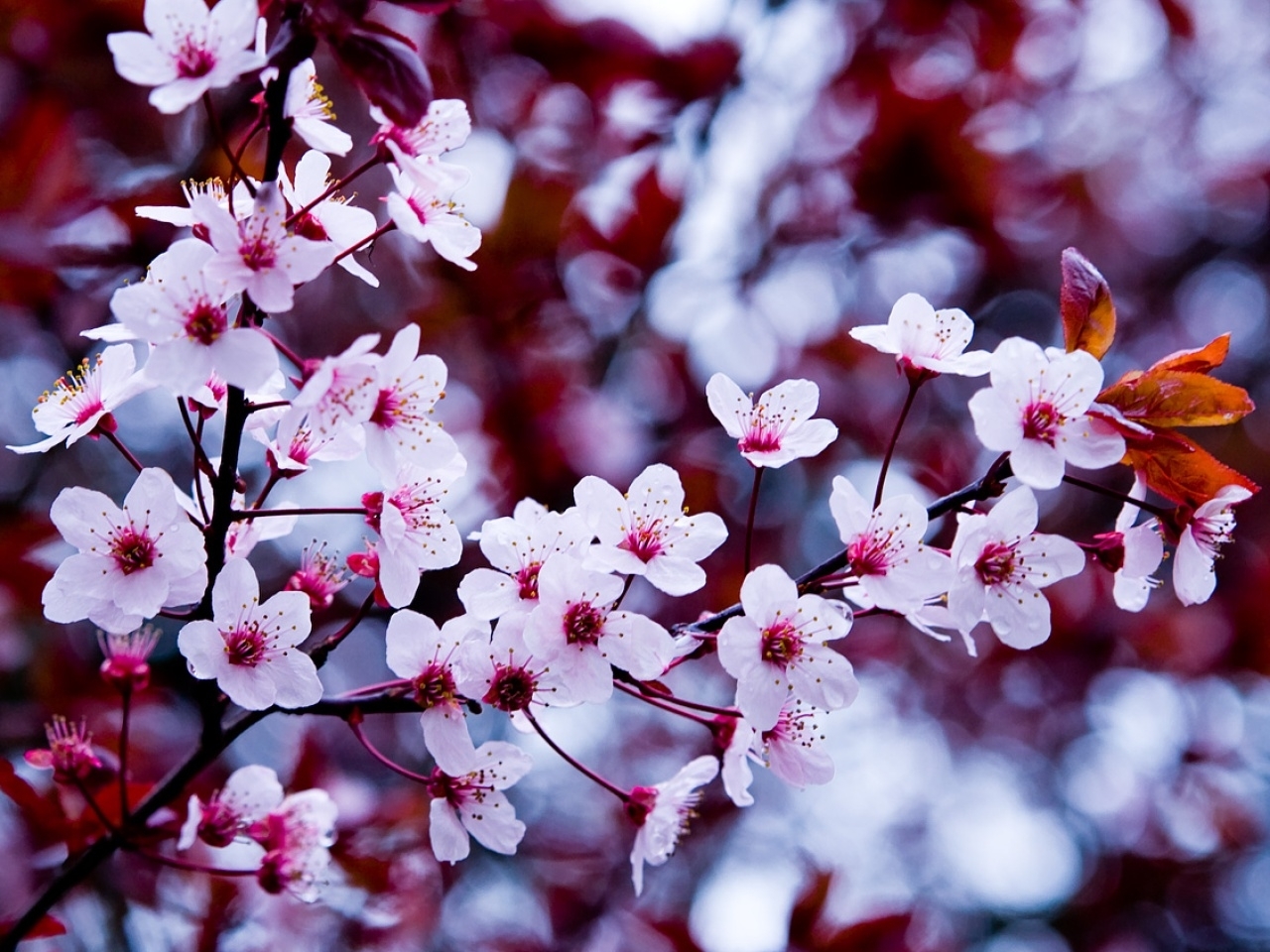 Скачать картинку Деревья, Сакура, Растения, Цветы в телефон бесплатно.