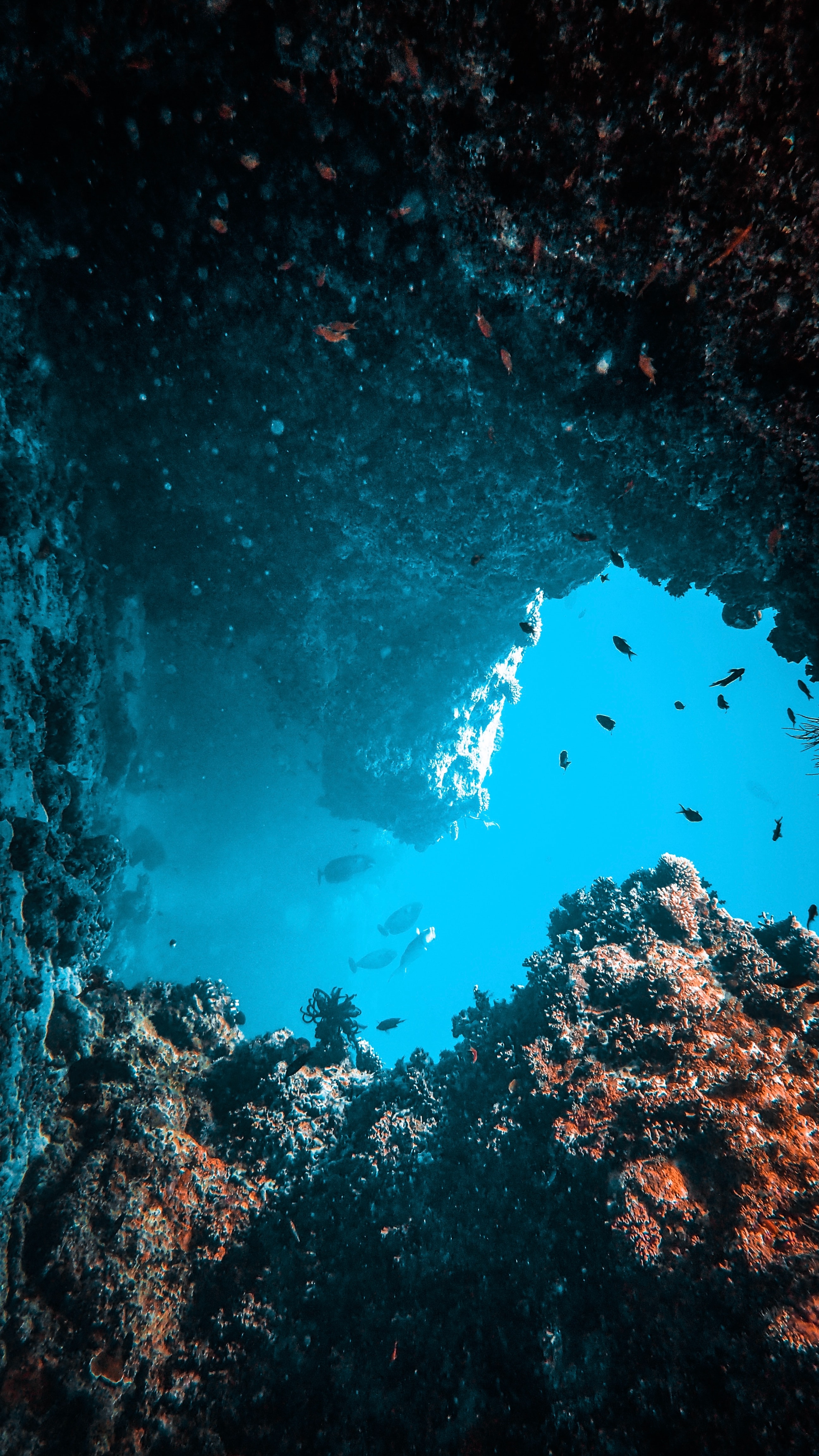 148858 скачать обои подводный мир, водоросли, кораллы, рыбы, природа, вода - заставки и картинки бесплатно