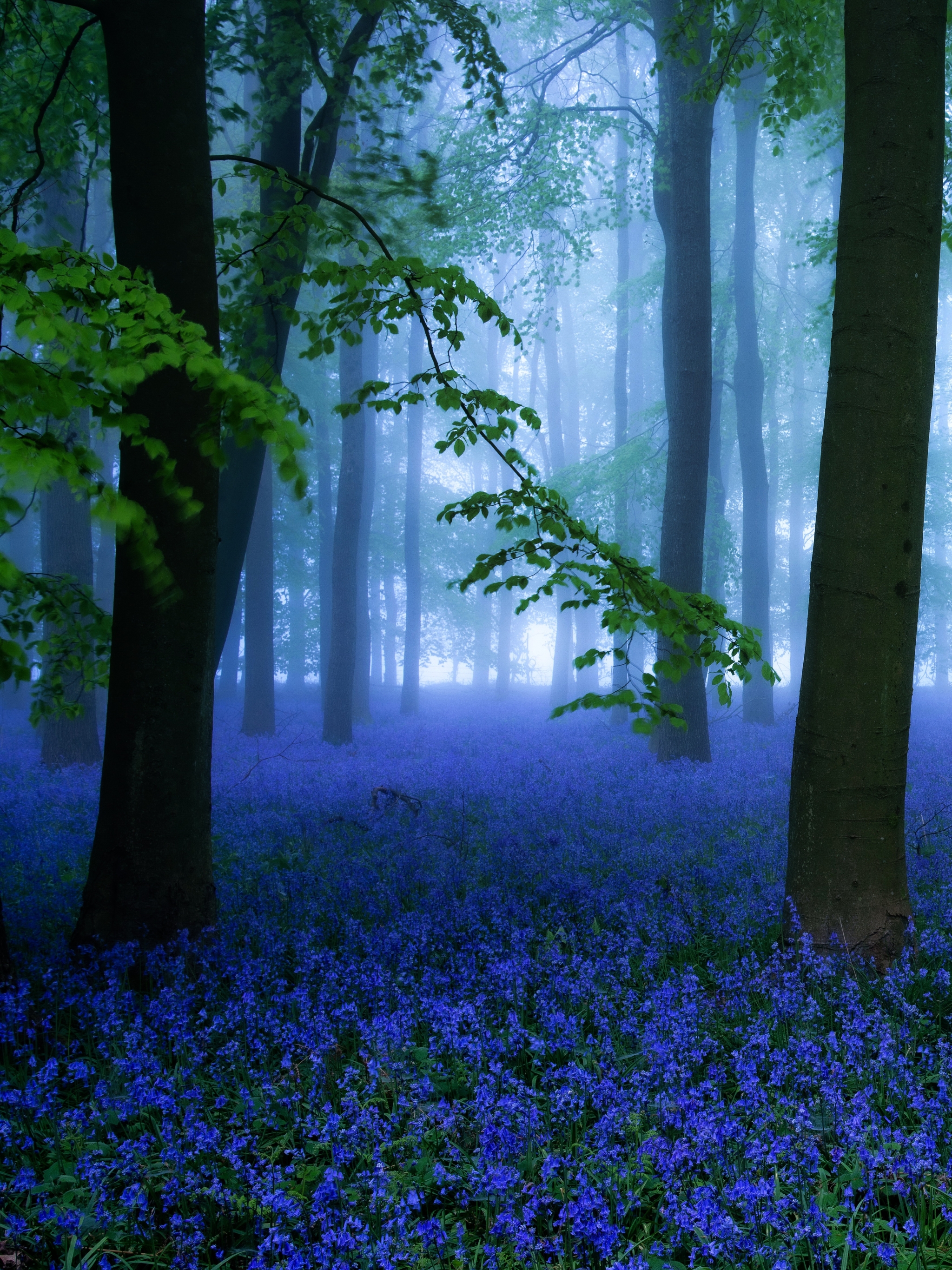 Free download wallpaper Nature, Flowers, Flower, Forest, Fog, Earth, Blue Flower, Bluebell on your PC desktop