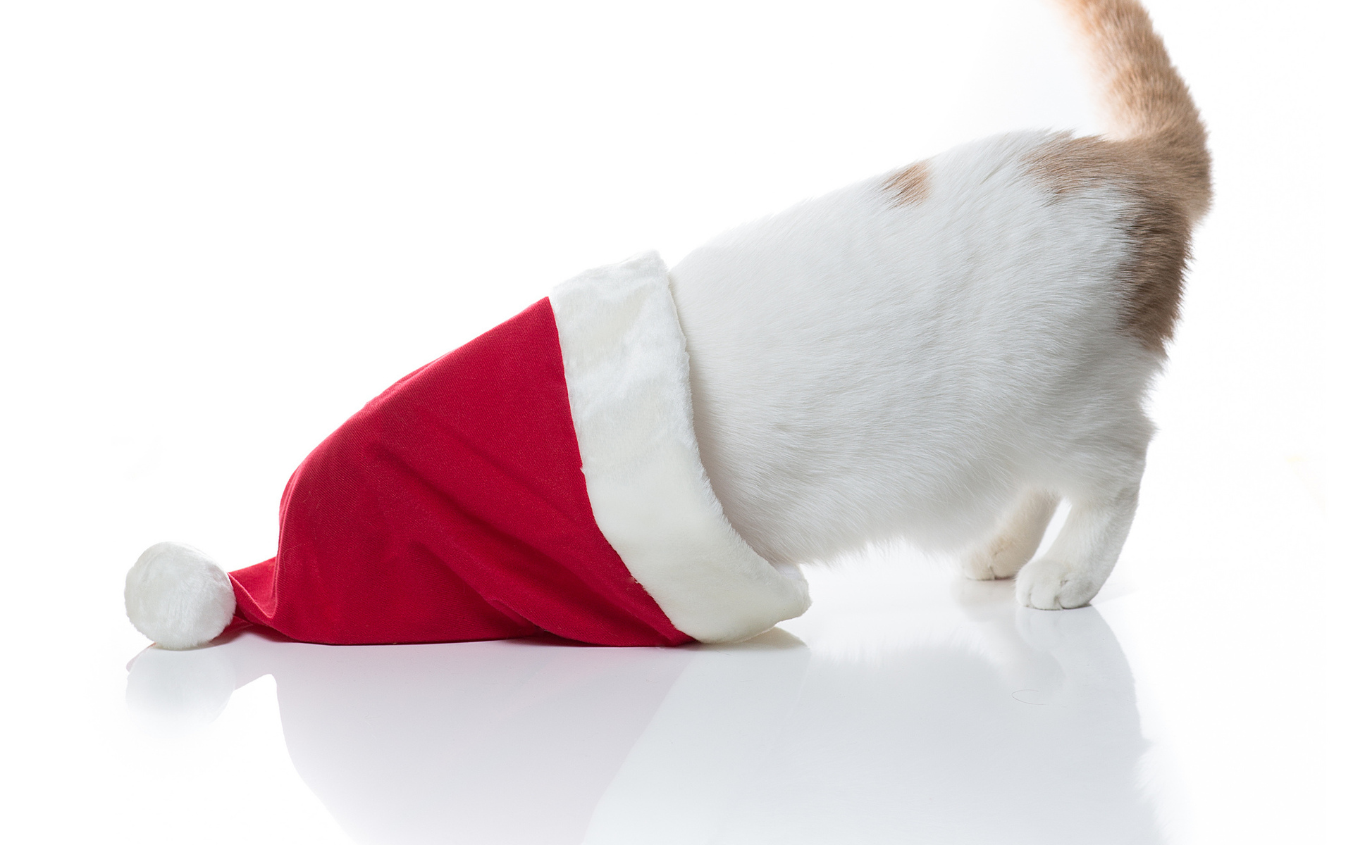 Baixar papel de parede para celular de Gorro Do Papai Noel, Gato, Gatos, Animais gratuito.