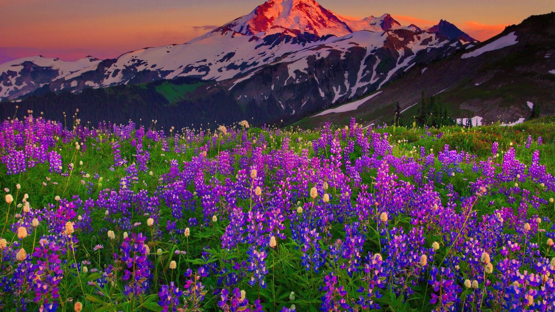 Free download wallpaper Landscape, Flowers, Mountain, Flower, Earth, Field, Spring on your PC desktop