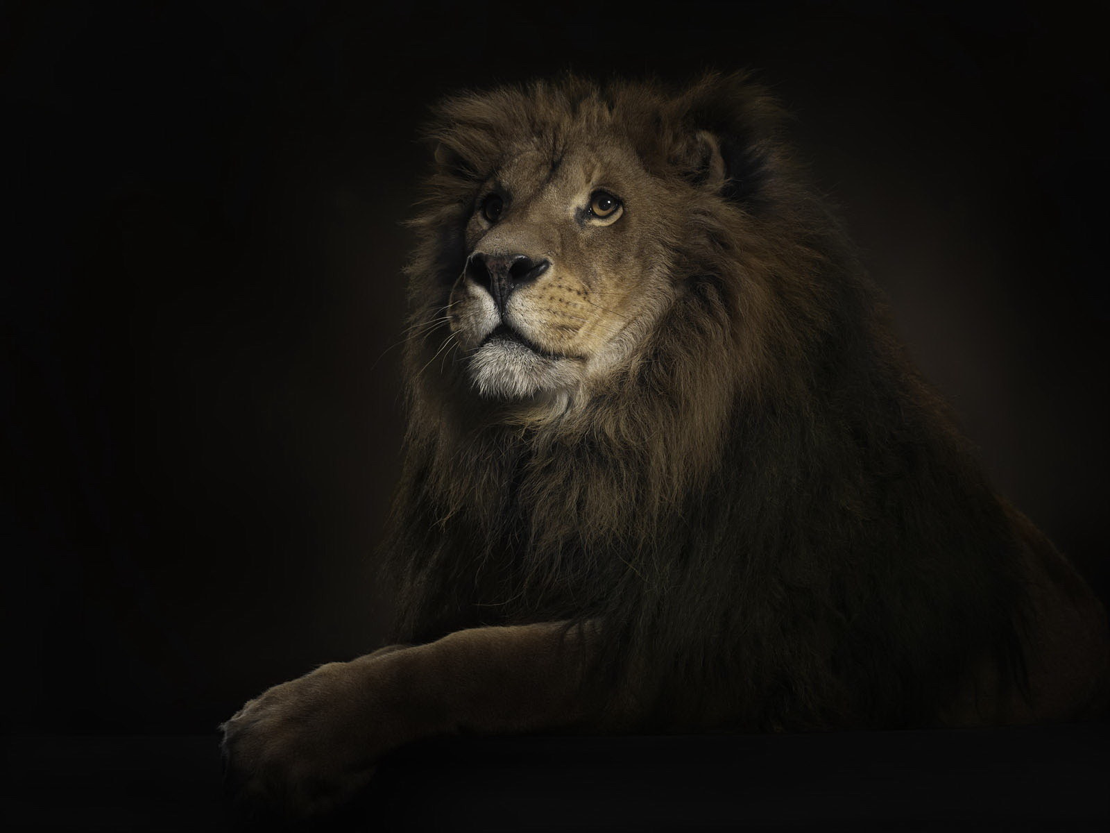 lions, black, animals, art photo
